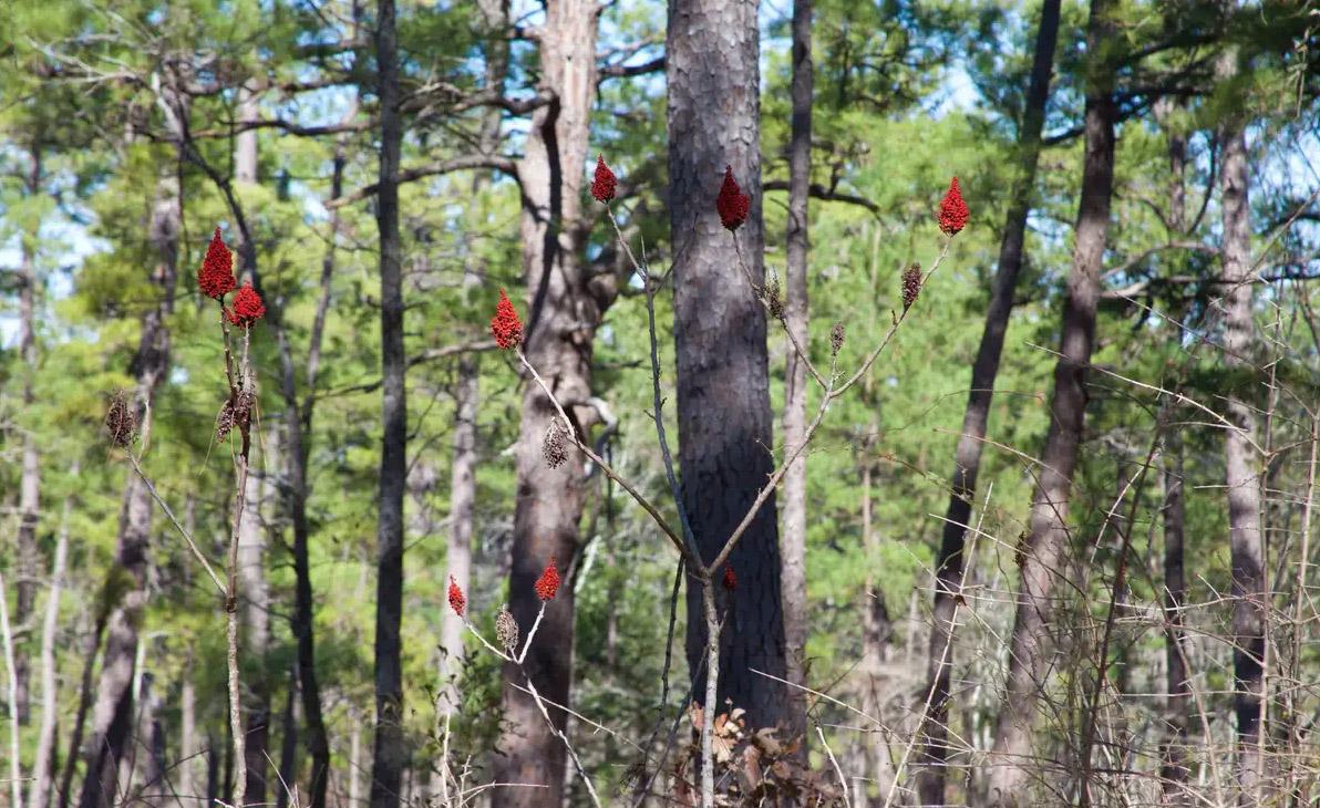 Forest scene with tall trees and red sumac plants in bright daylight.