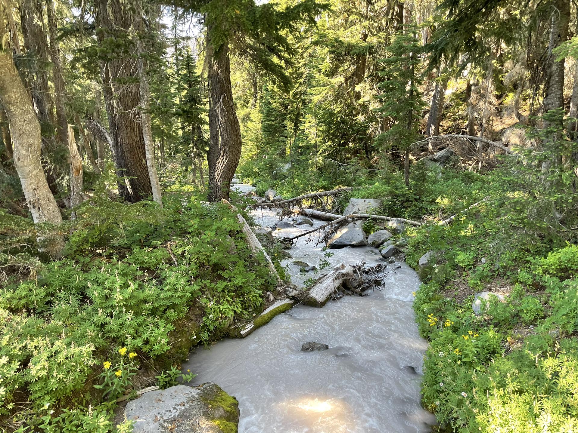 Rocky stream flowing through a dense, sun-dappled forest with green foliage.