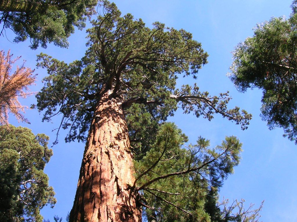 Looking up at a giant tree's canopy against a clear blue sky. - Shadow of the Giants National Recreation Trail
