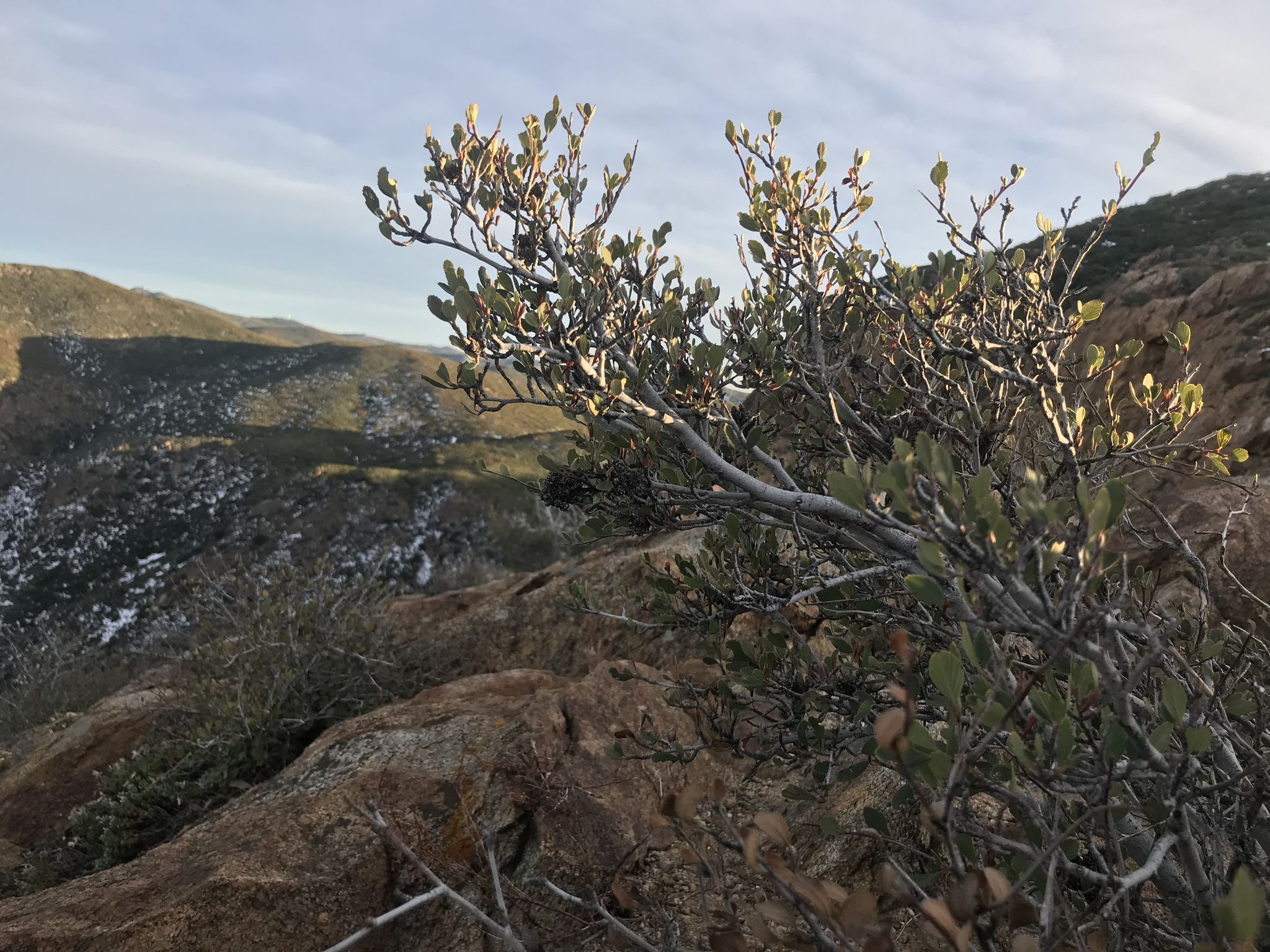 A bush with small leaves in the foreground, overlooking a rocky, snowy mountain landscape. - Cold Spring Trail – Fire road to prison road, really nice. The gate may be closd loop from Oakzanita Peak