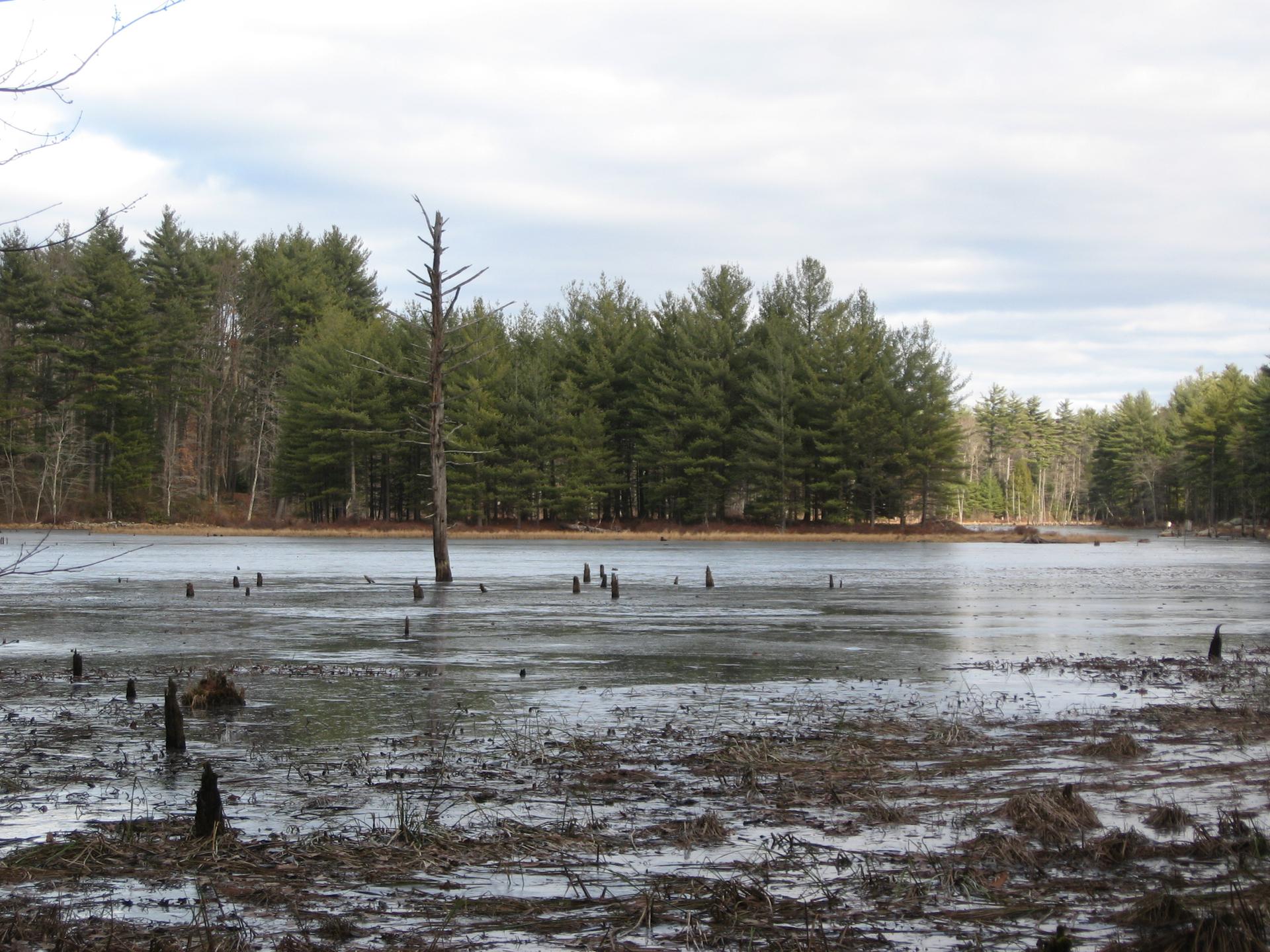Partially frozen marshy pond with dead trees and a pine forest under cloudy skies.