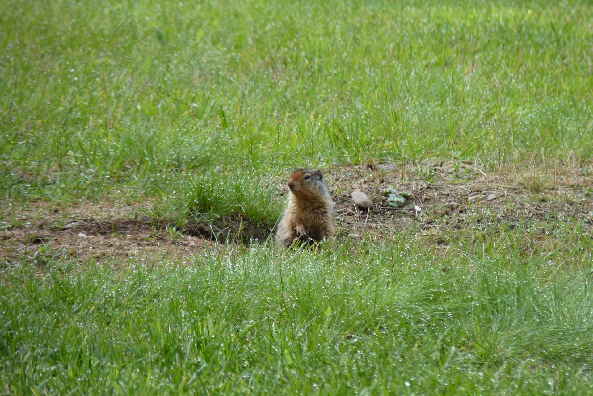 A small furry animal peeking from a dirt hole in a bright green field.