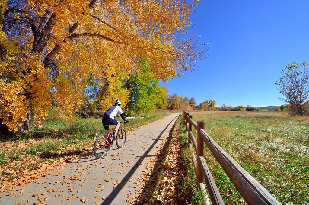Cyclist on a sunny autumn path lined with vibrant yellow trees and a fence.