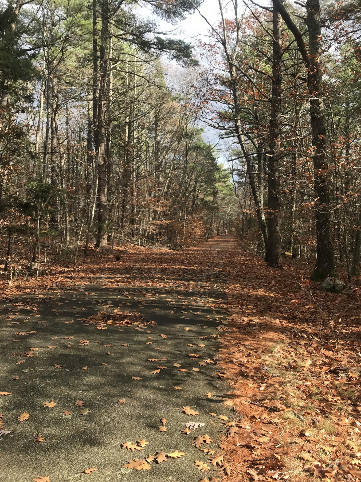 Leaf-strewn forest path with tall trees, autumn afternoon light.