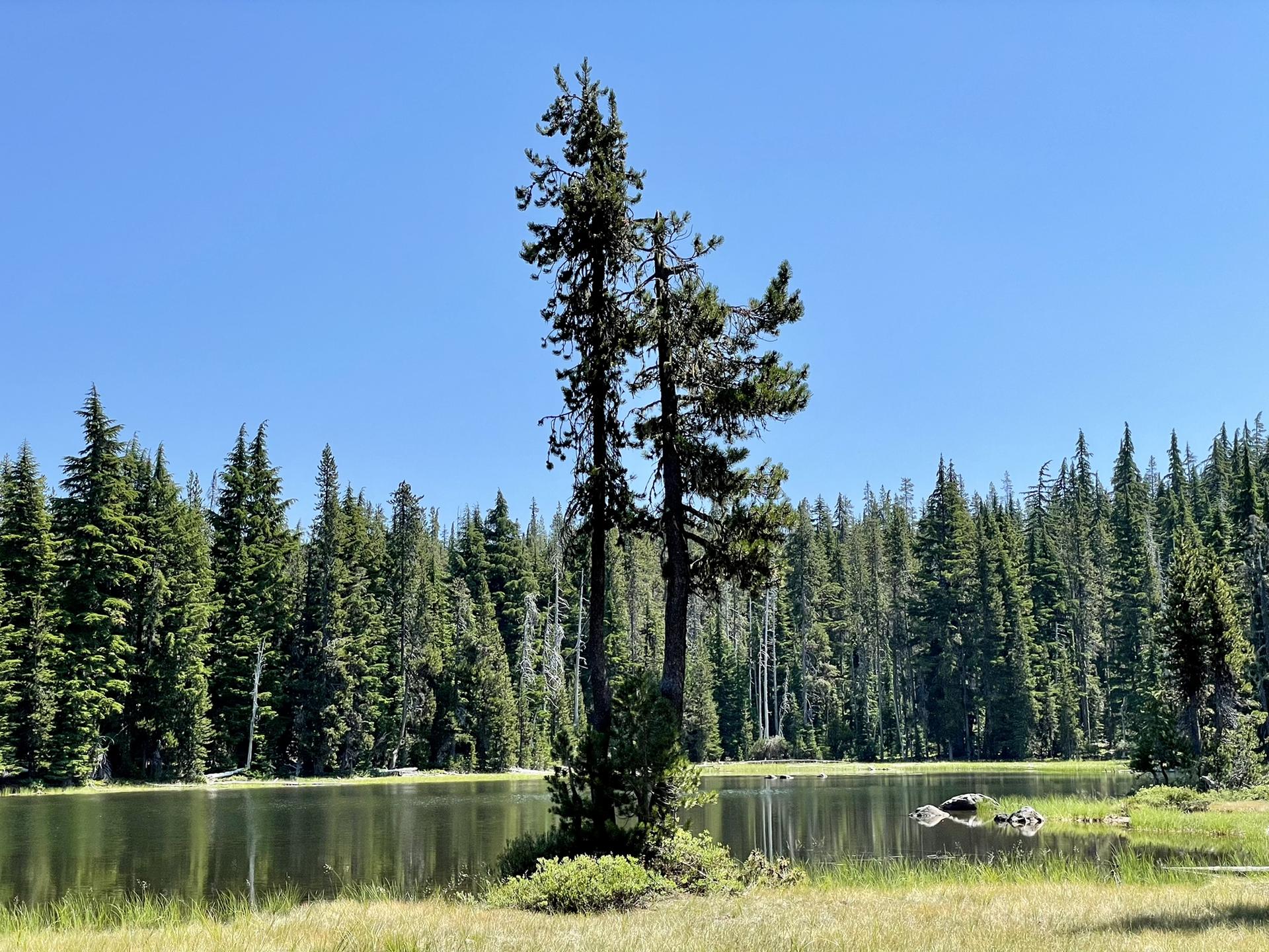 Calm lake reflecting a dense pine forest under a clear blue sky.