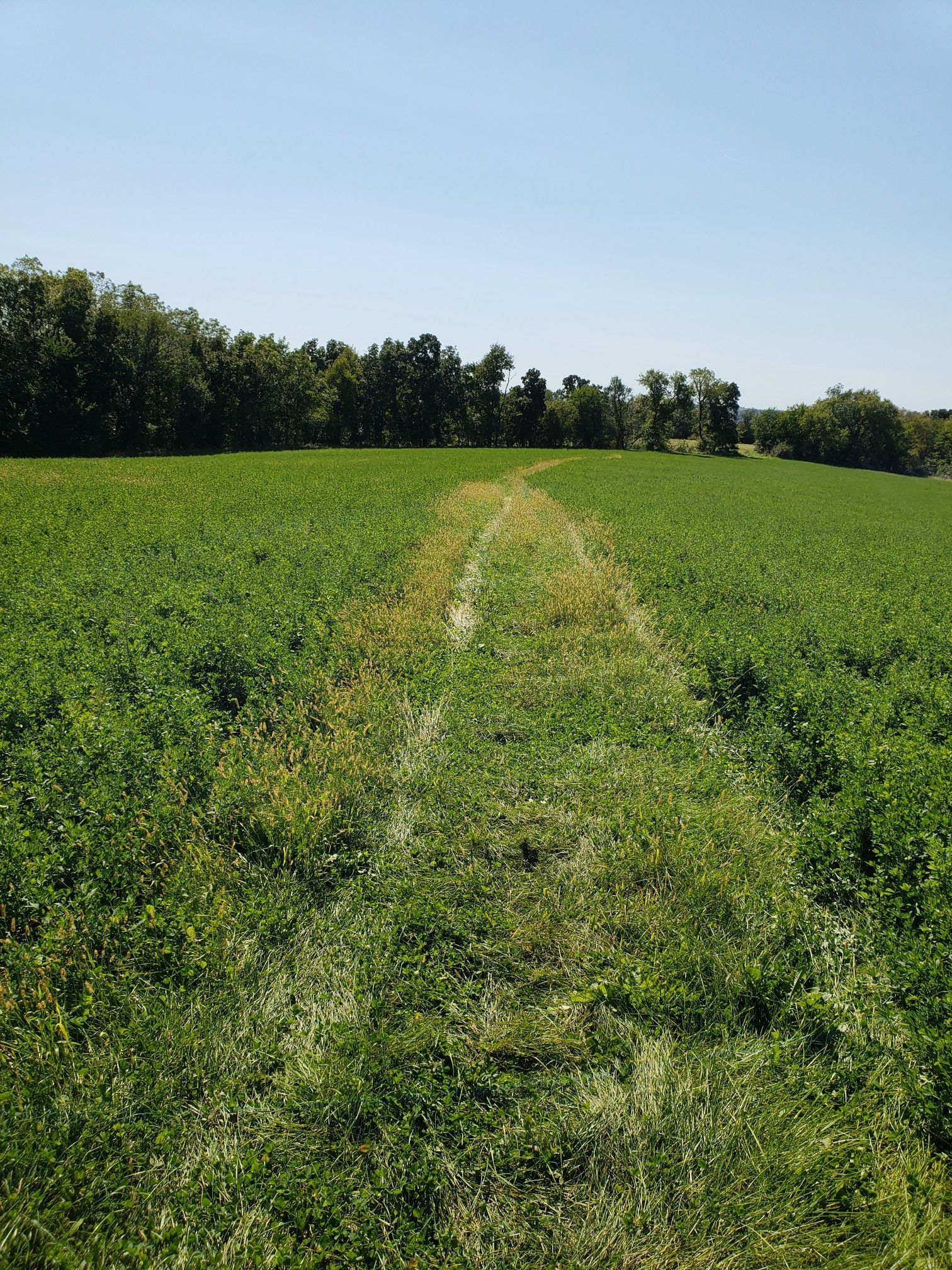 A worn path through a vibrant green field under a clear blue sky. - Ice Age Trail: Montrose and Brooklyn Wildlife Segments