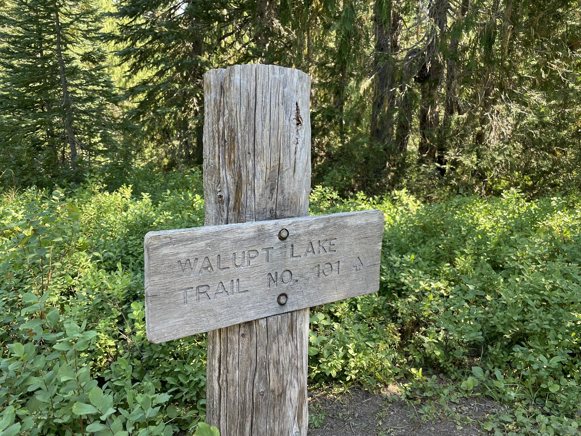 Weathered wooden signpost in a sunlit forest with green undergrowth.