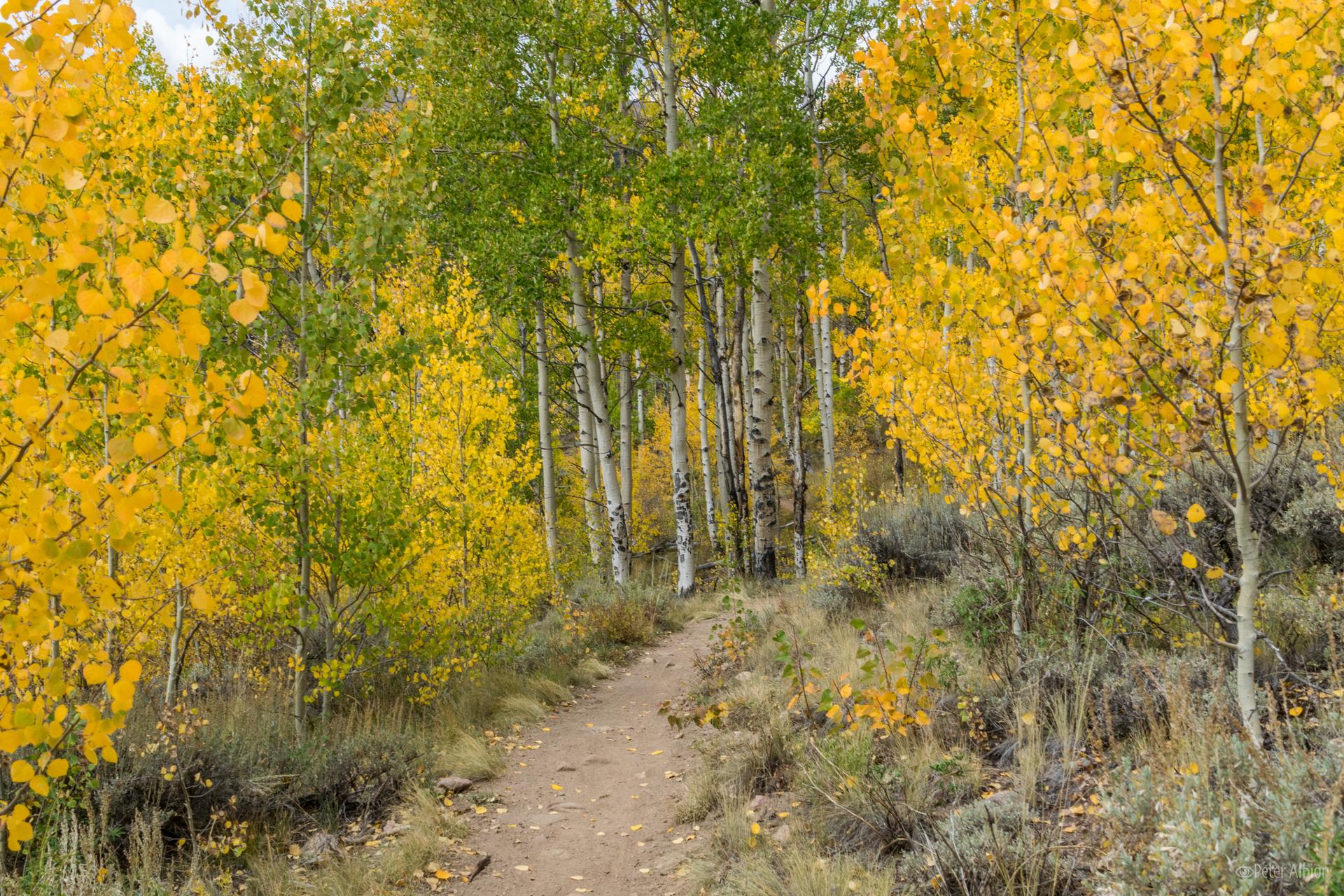 Dirt path winding through a vibrant forest of yellow and green aspens.