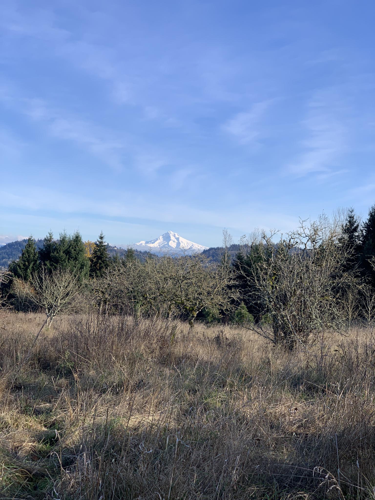 Snow-capped mountain in distance, with dry grass and bare trees.
