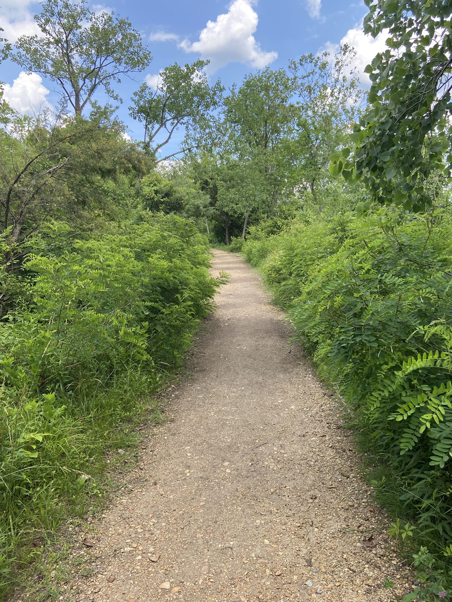 A narrow dirt path winding through dense green foliage under a bright sky. - Mount Vernon Trail and Dyke Marsh Haul Road Trail
