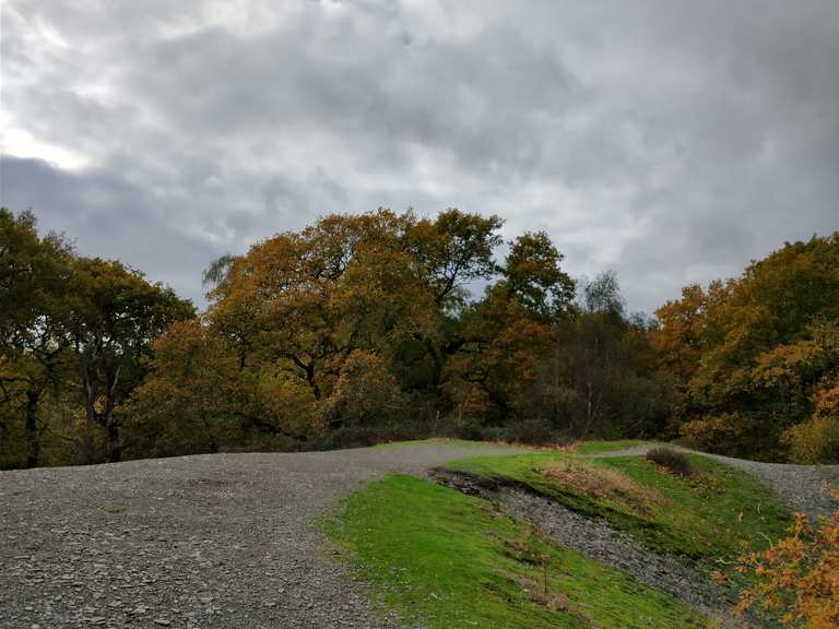 Swithland Wood Routes for Walking and Hiking | Komoot