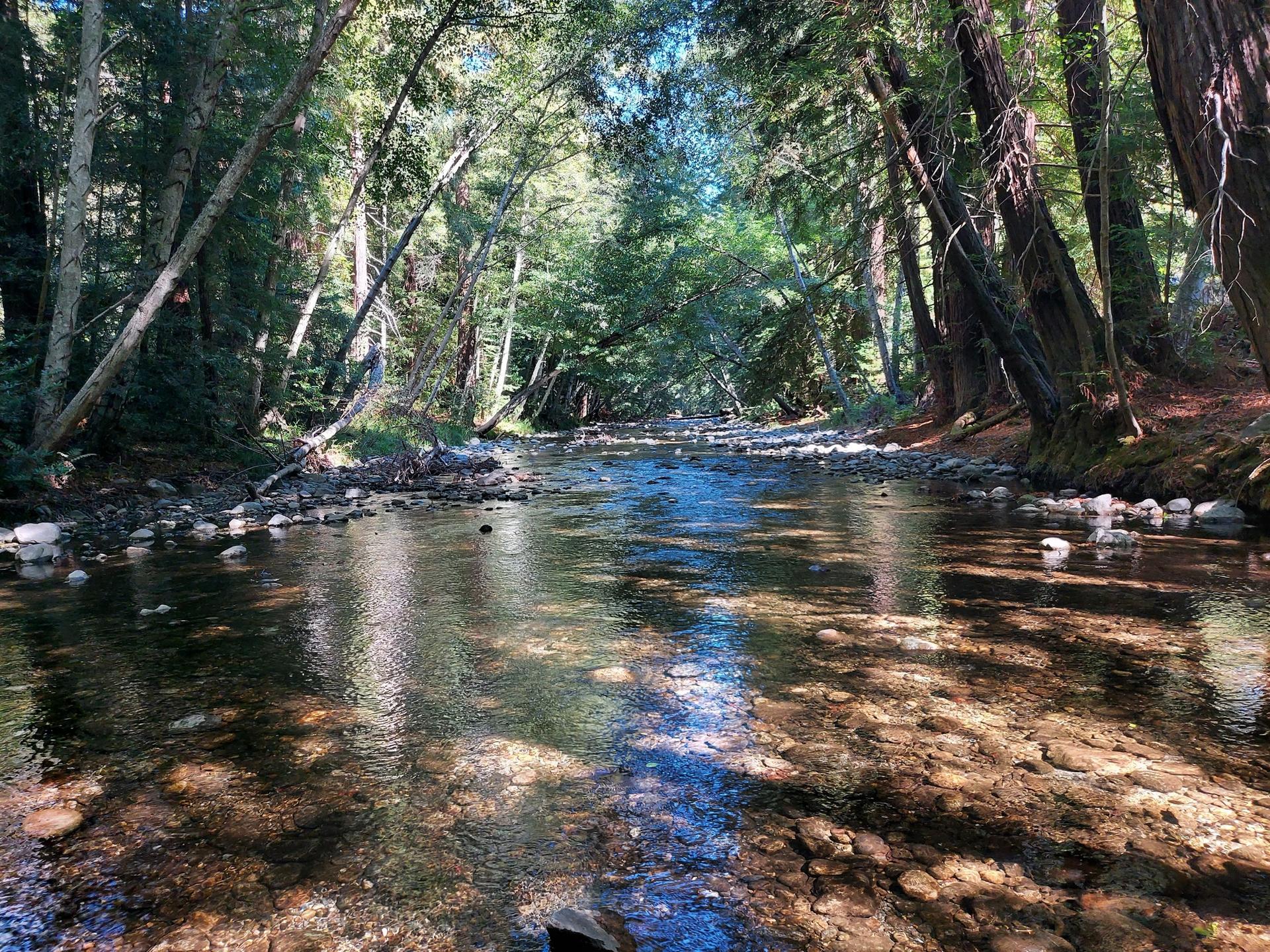 Clear, shallow river flowing through a sun-dappled, dense forest.