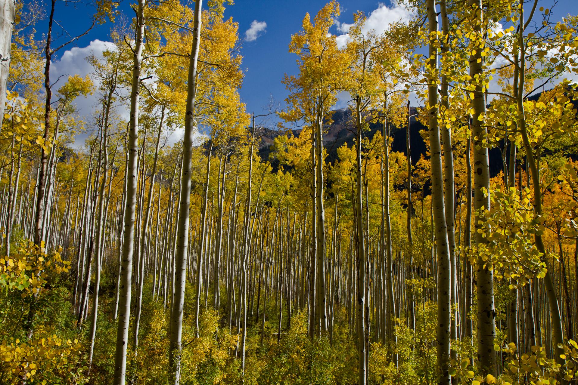 Dense forest of tall trees with vibrant yellow autumn leaves under a blue sky.