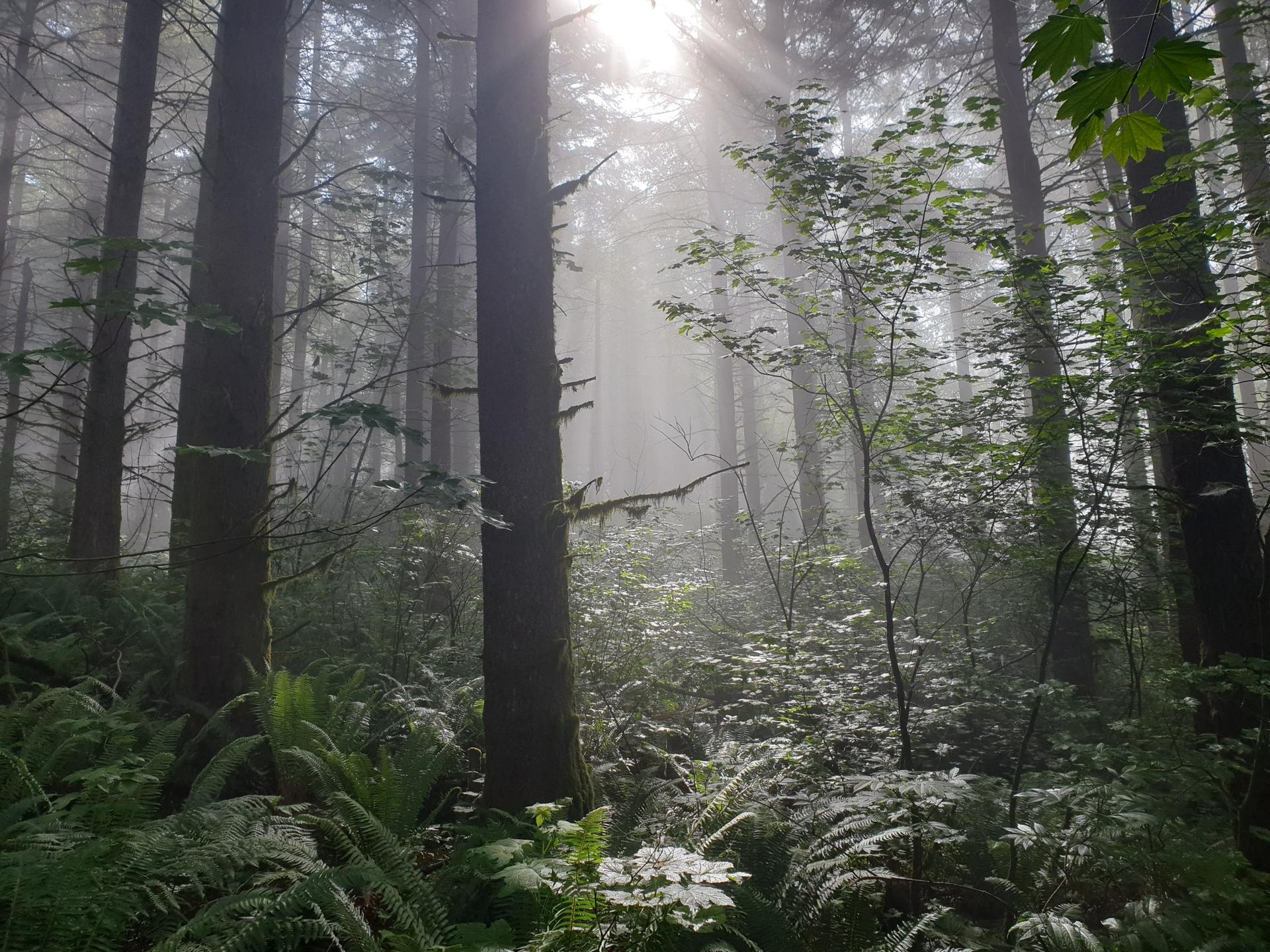 Sunbeams pierce through mist in a dense, green forest with ferns.