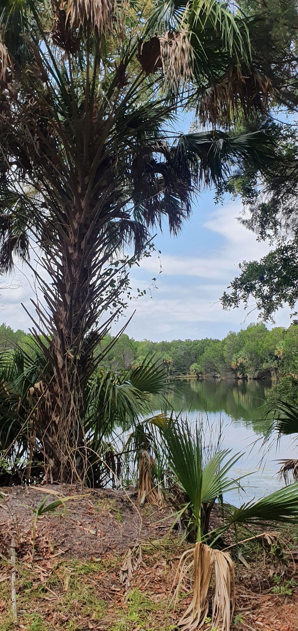 Large palm trees frame a calm river with distant trees under a cloudy sky.