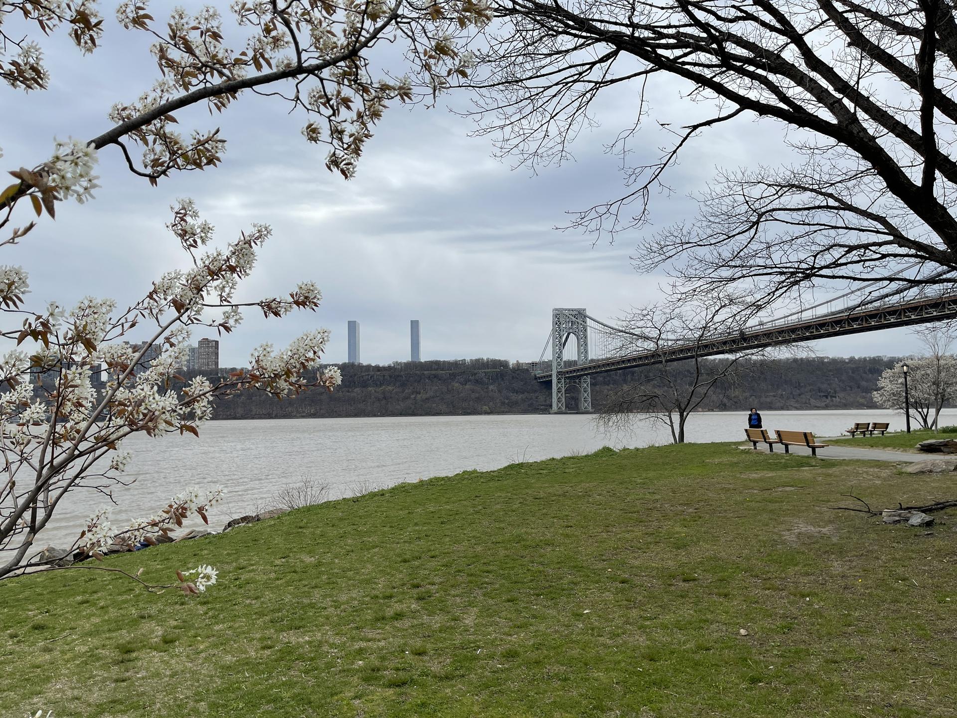 A suspension bridge spans a wide river, framed by flowering trees.