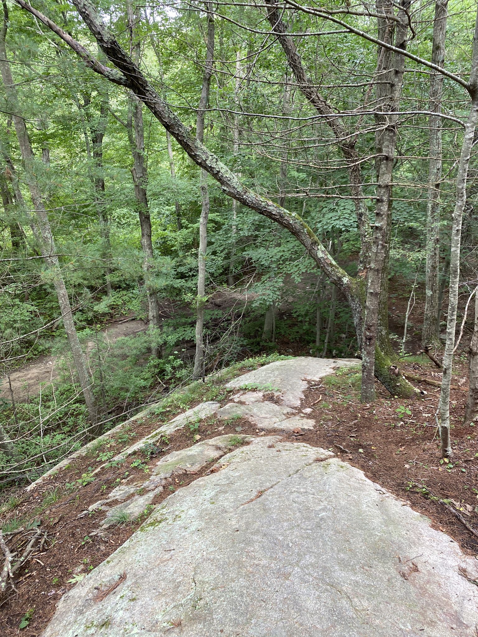 Rocky outcrop overlooking a dense green forest on a bright day. - Ouch – Wompatuck State Park loop from Jacobs Pond