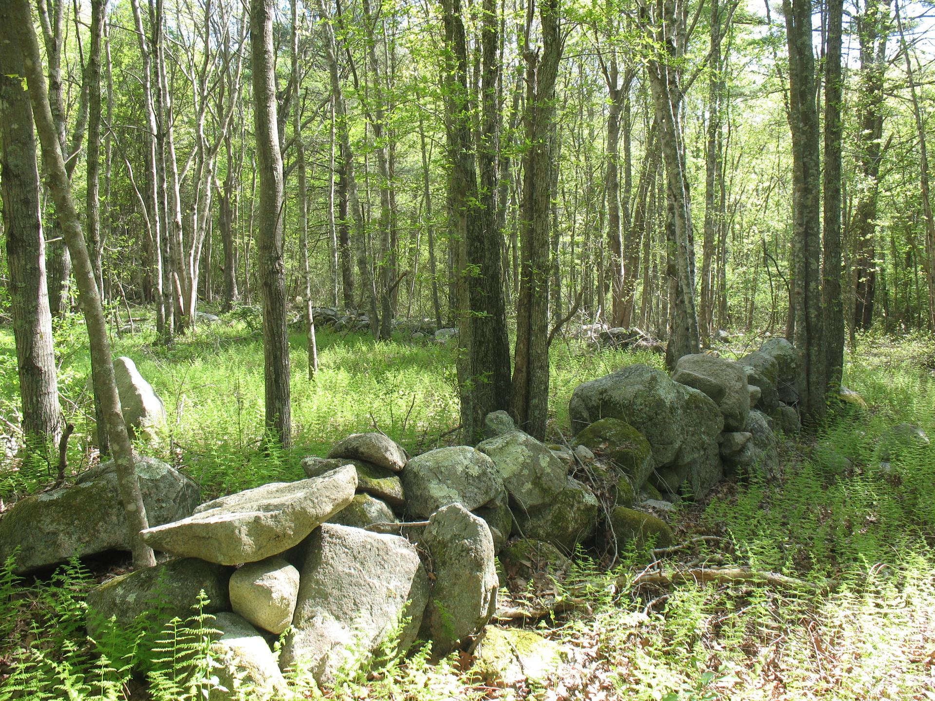 A stone wall winds through a sunlit, green forest with tall trees.