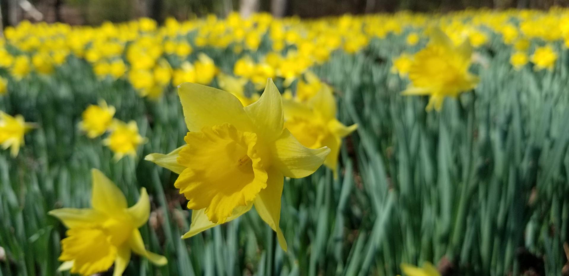 Close-up of vibrant yellow daffodils blooming in a sunny field.