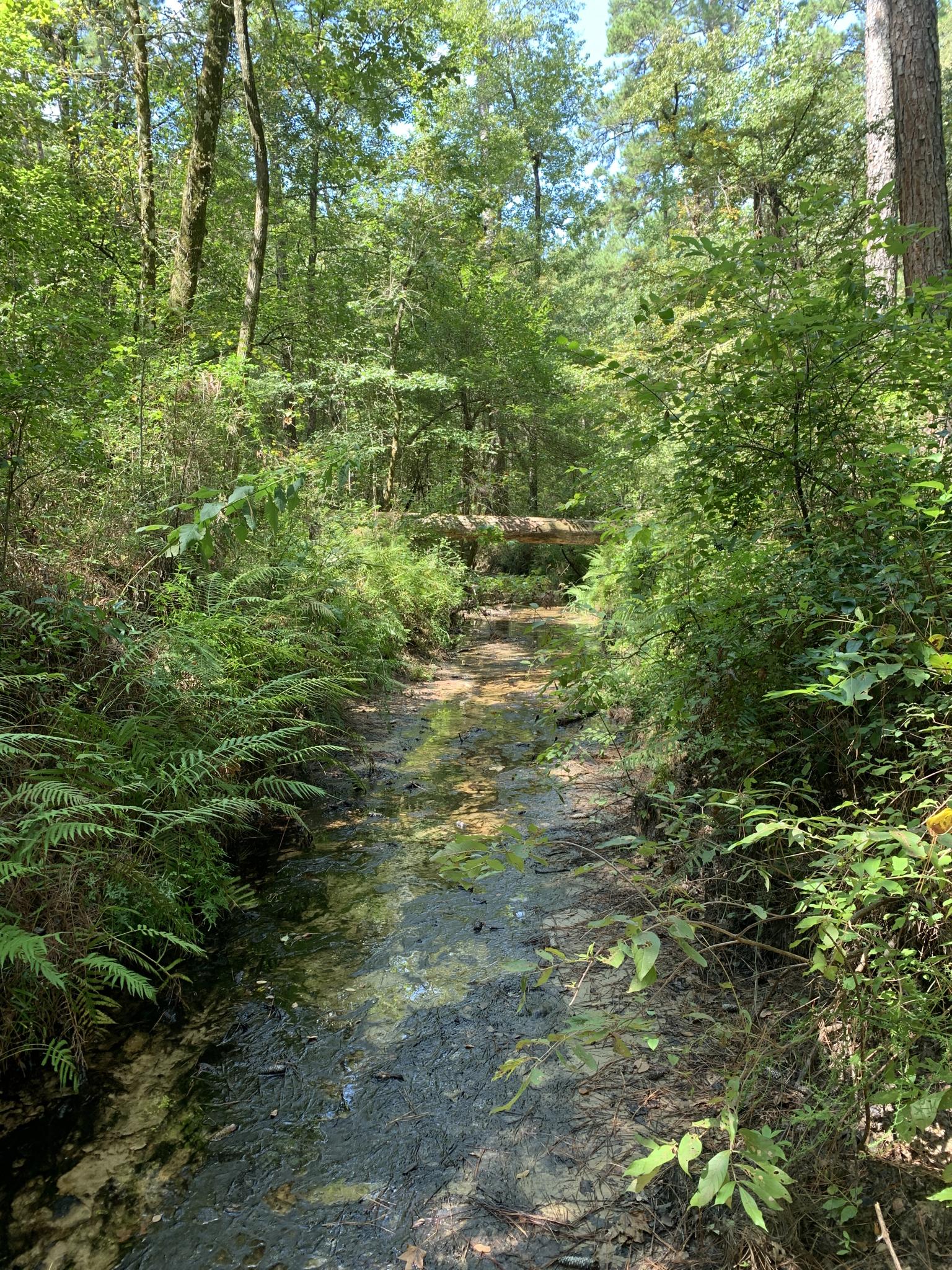 A muddy, water-filled path winds through a lush, sunlit forest.