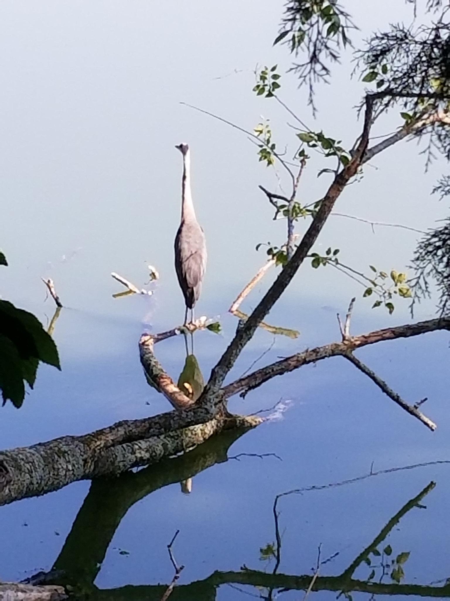 A tall bird stands on a fallen tree branch over calm, reflective water.
