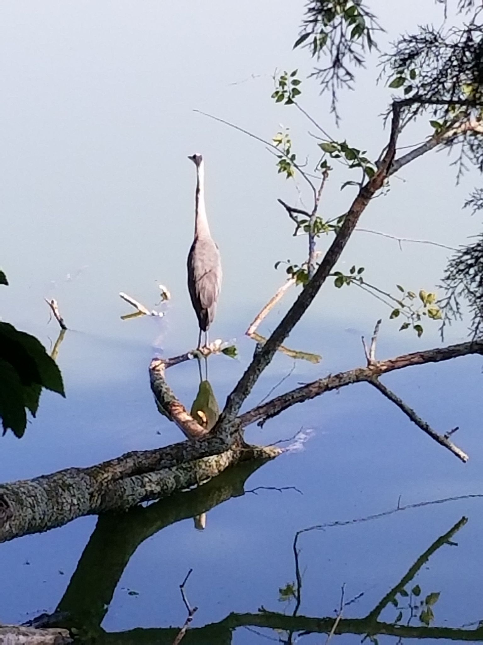 A tall bird stands on a fallen tree branch over calm, reflective water. - South Cove and South Lake Trail Loop