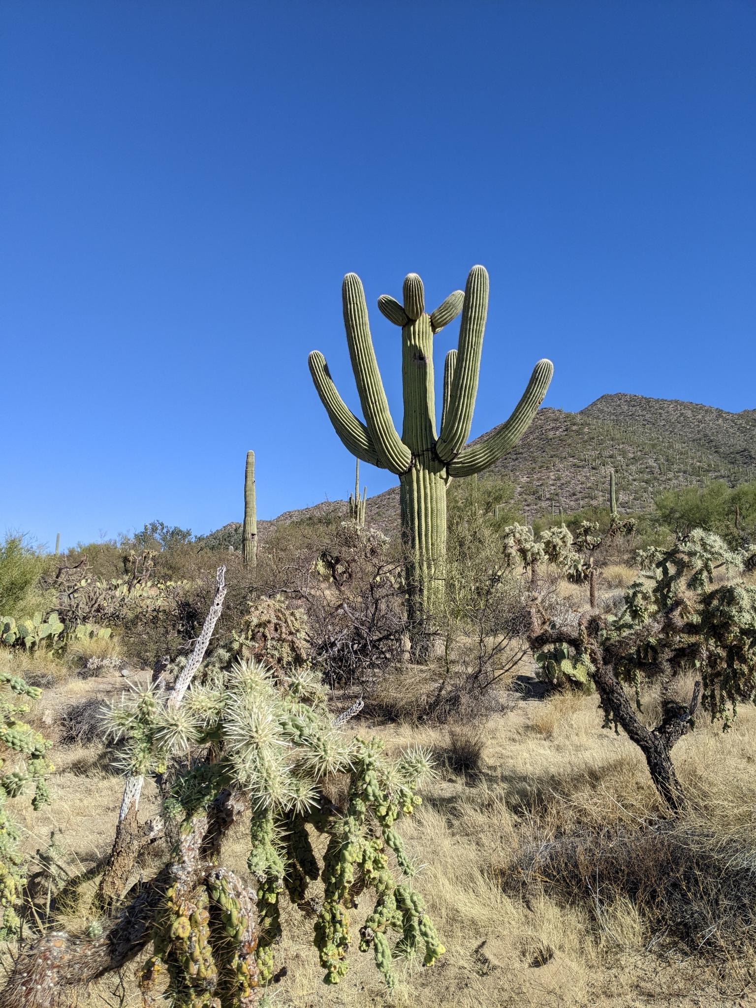 Large saguaro cactus stands tall amidst desert shrubs under a clear blue sky.