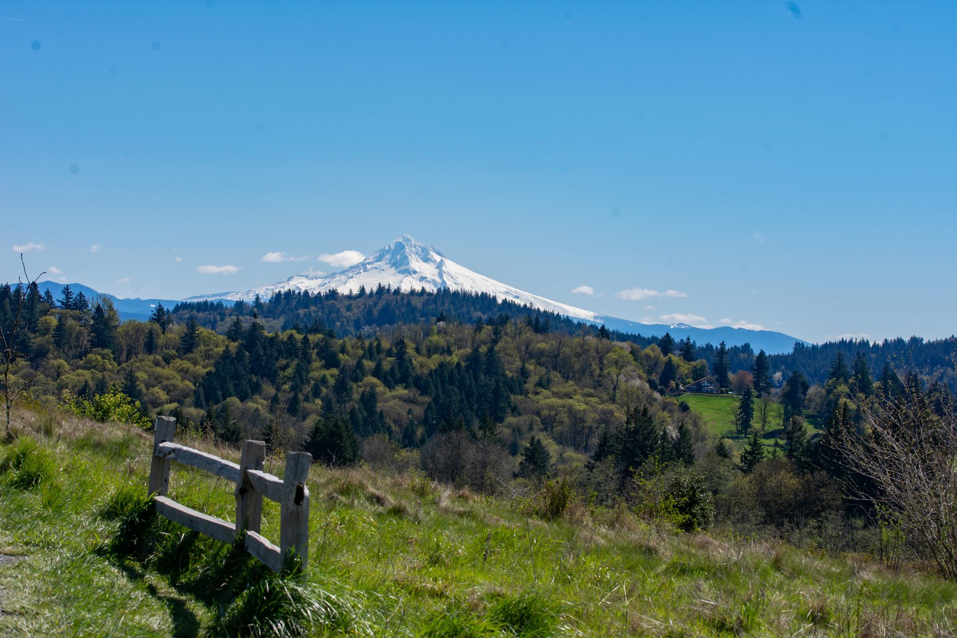 Snow-capped mountain over a green forest, with a wooden fence.