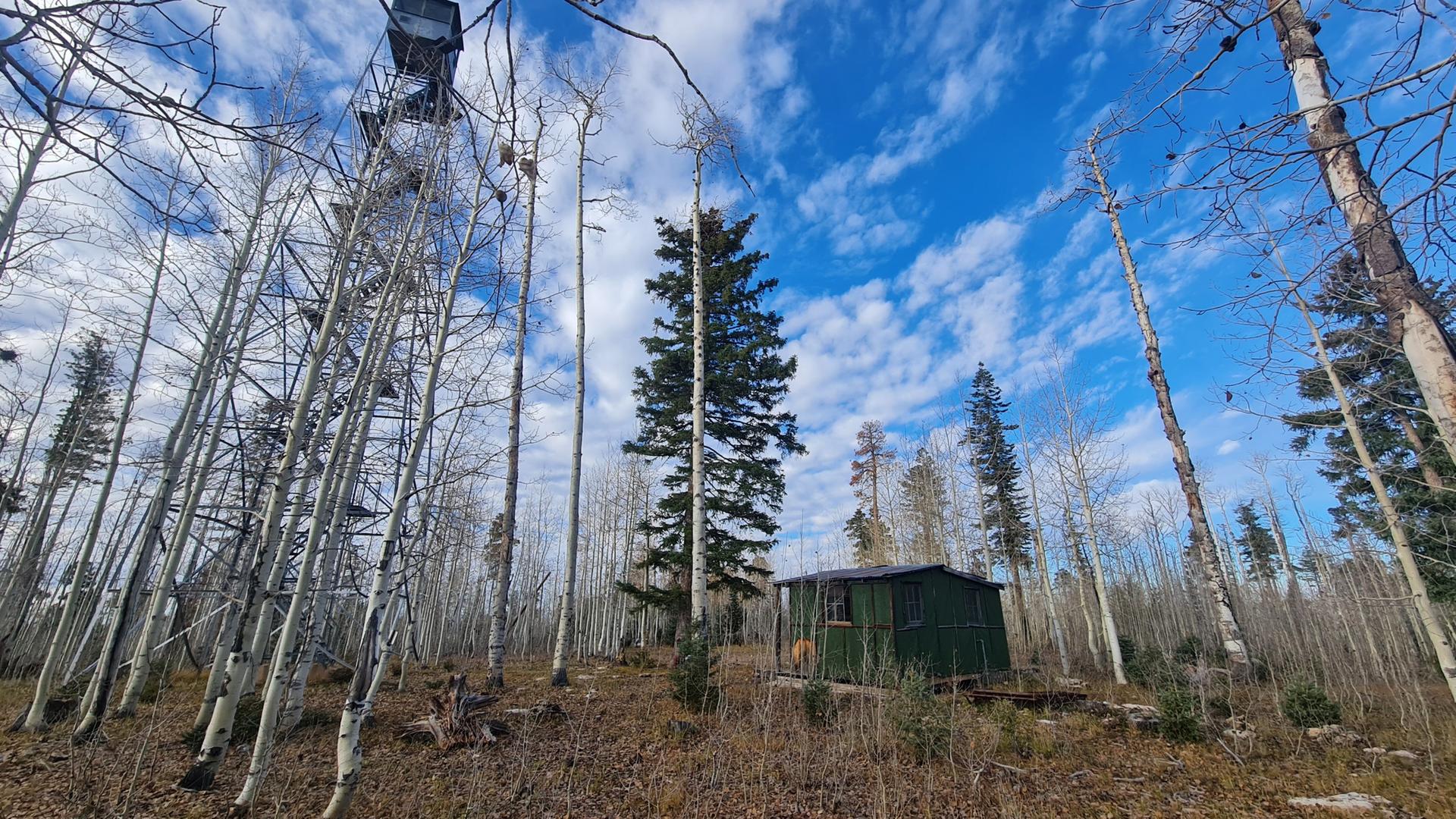 A tall metal tower and green shed in a forest under a bright blue sky.