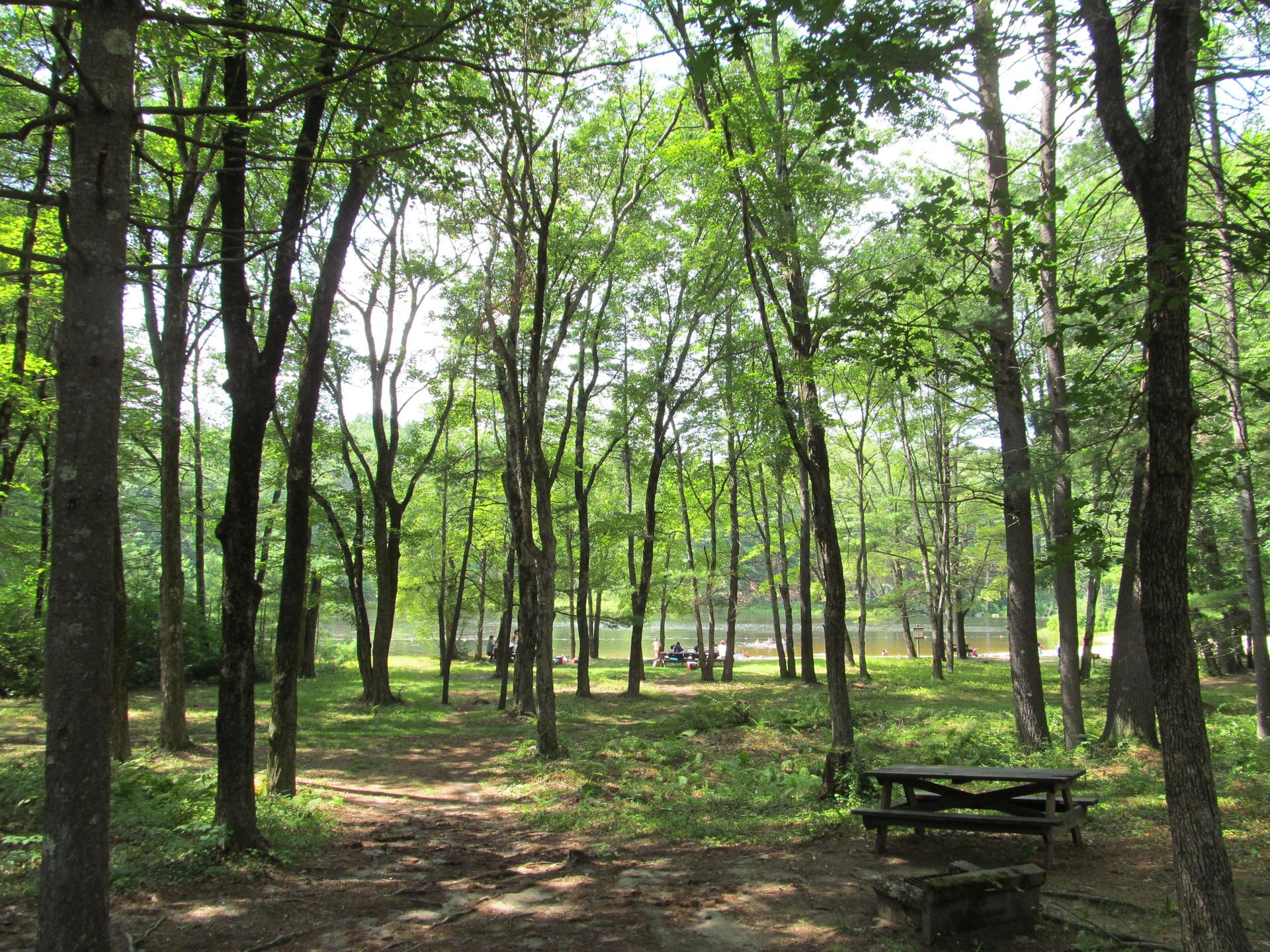A picnic table in a sun-dappled forest clearing by a lake.