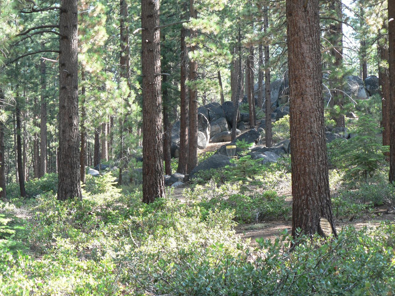 Sunlight filters through a dense pine forest with rocky terrain and green undergrowth. - Zephyr Cove loop