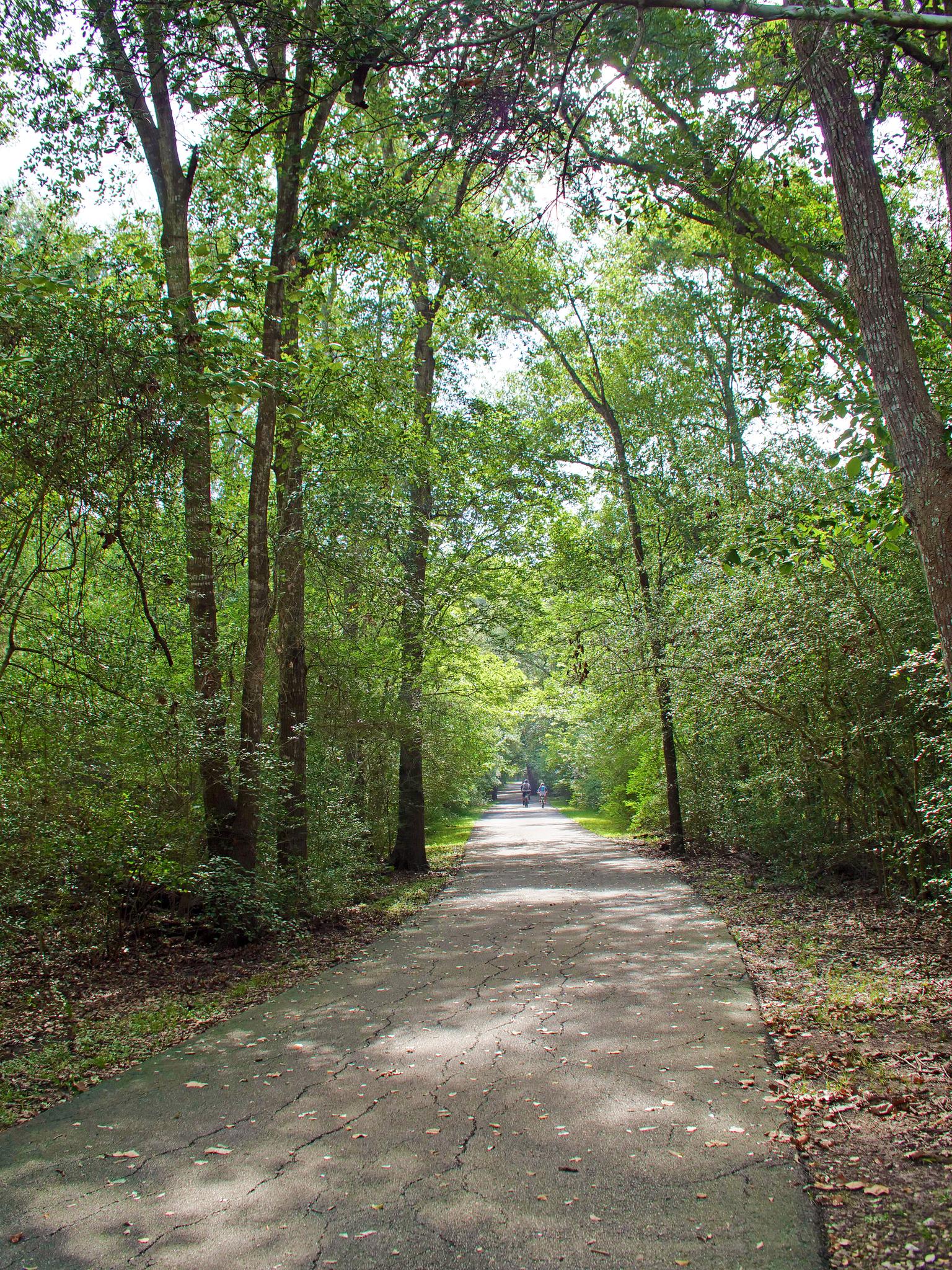 Paved path through a dense green forest with dappled sunlight.