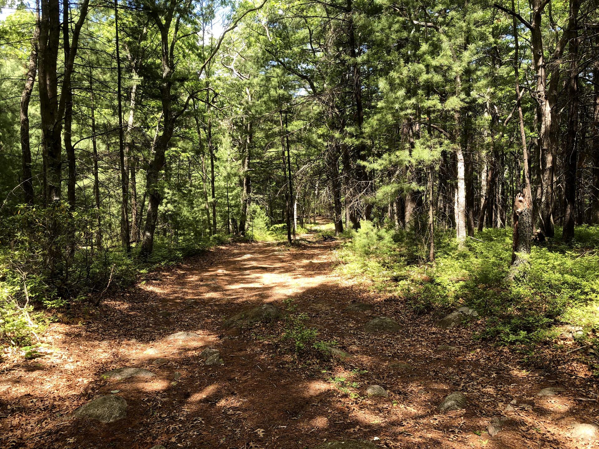A sun-dappled dirt path winds through a dense, green forest.