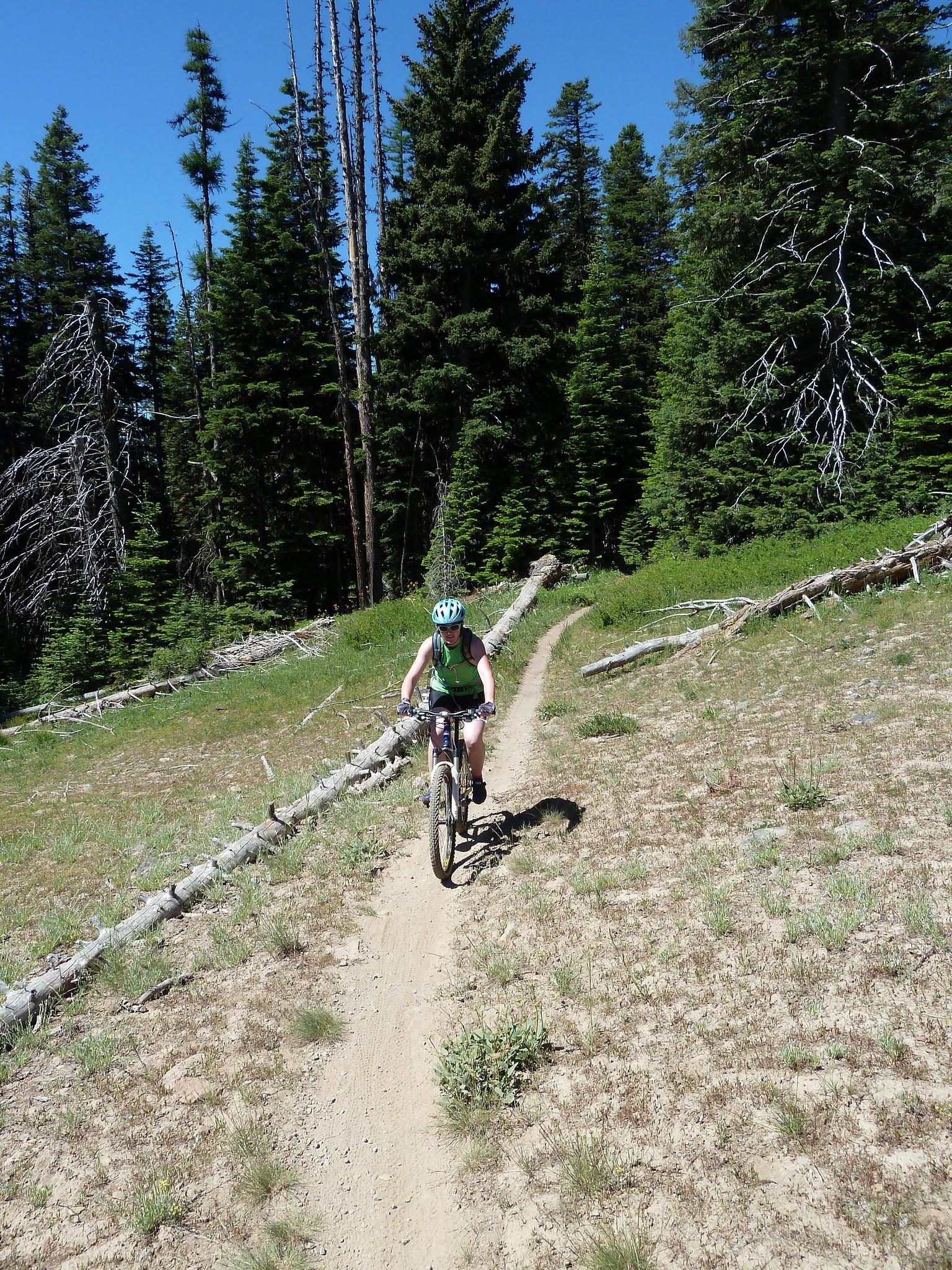 A mountain biker rides a sunny, winding dirt trail through a dense forest.