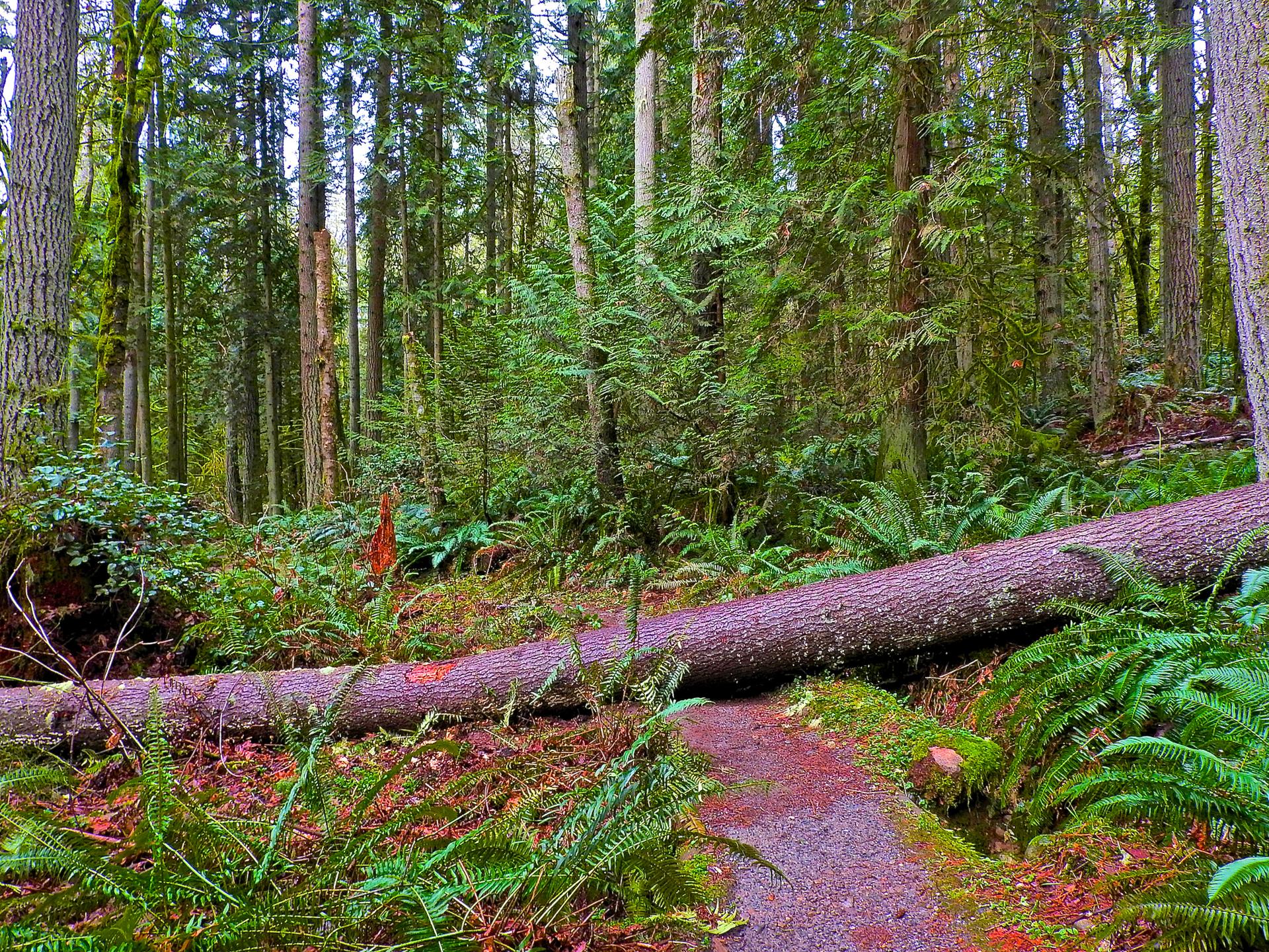 Fallen tree trunk blocks a dirt path in a lush, green forest.