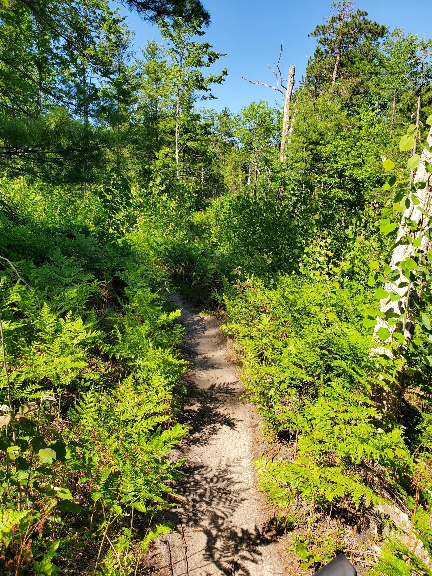 Narrow dirt path winding through dense green ferns and sunlit forest.