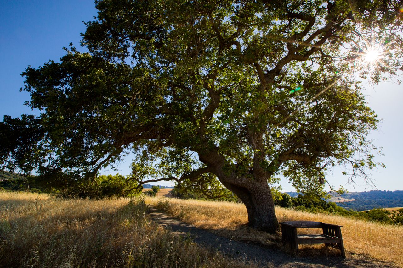 Large oak tree shades a bench on a sunny, grassy hillside path. - Meadowlark Trail to Woodland Star Trail via View Point Trail loop