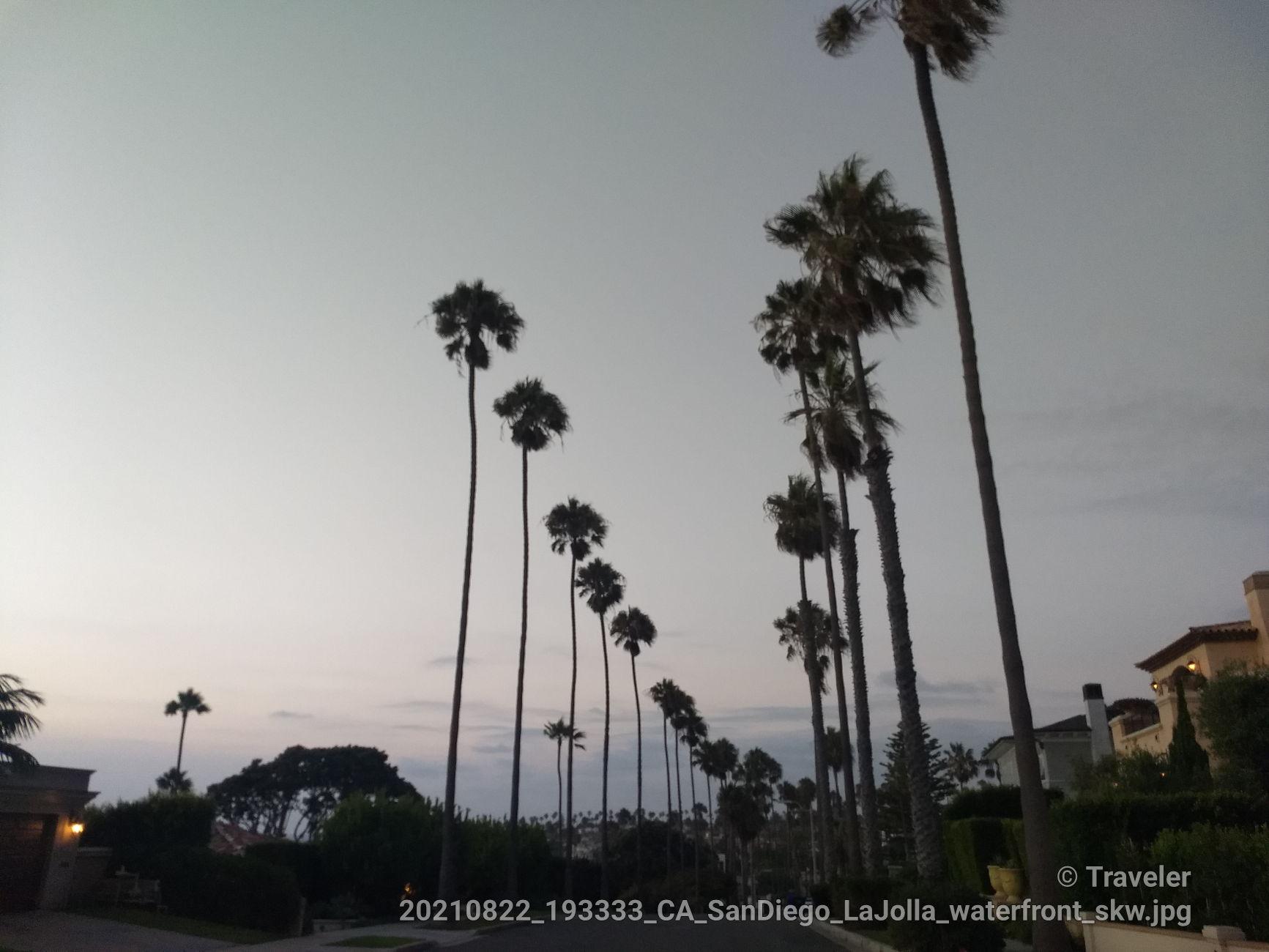 Tall palm trees line a street at dusk with soft, fading light.