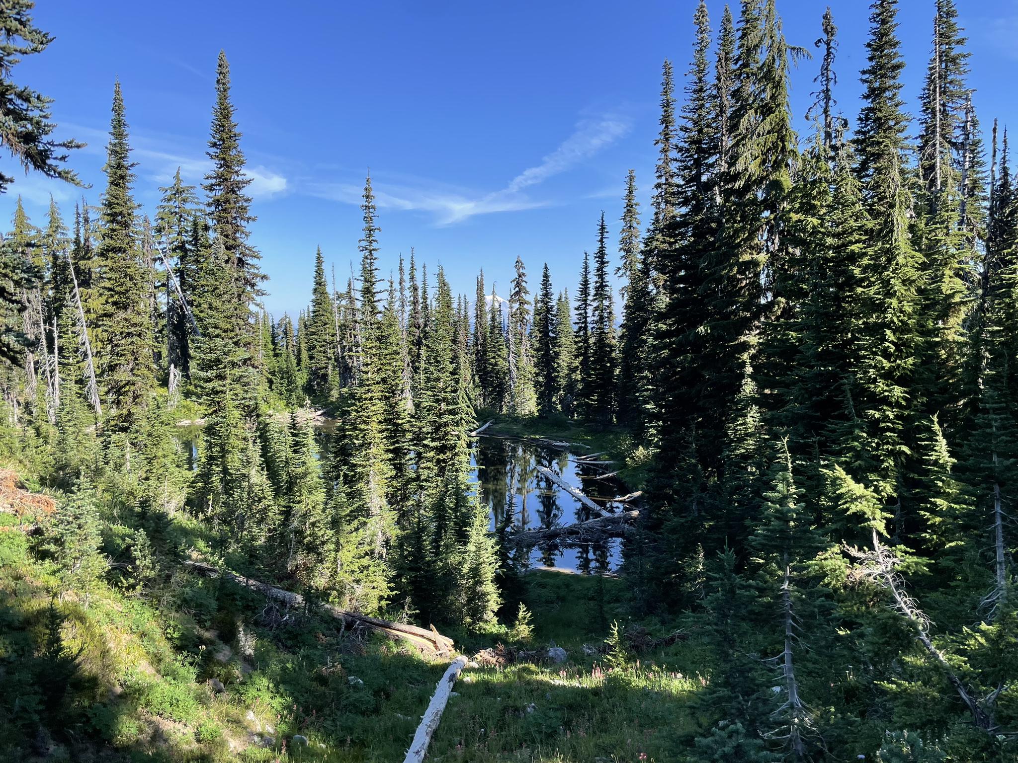 Serene pond nestled within a dense evergreen forest under a clear blue sky.