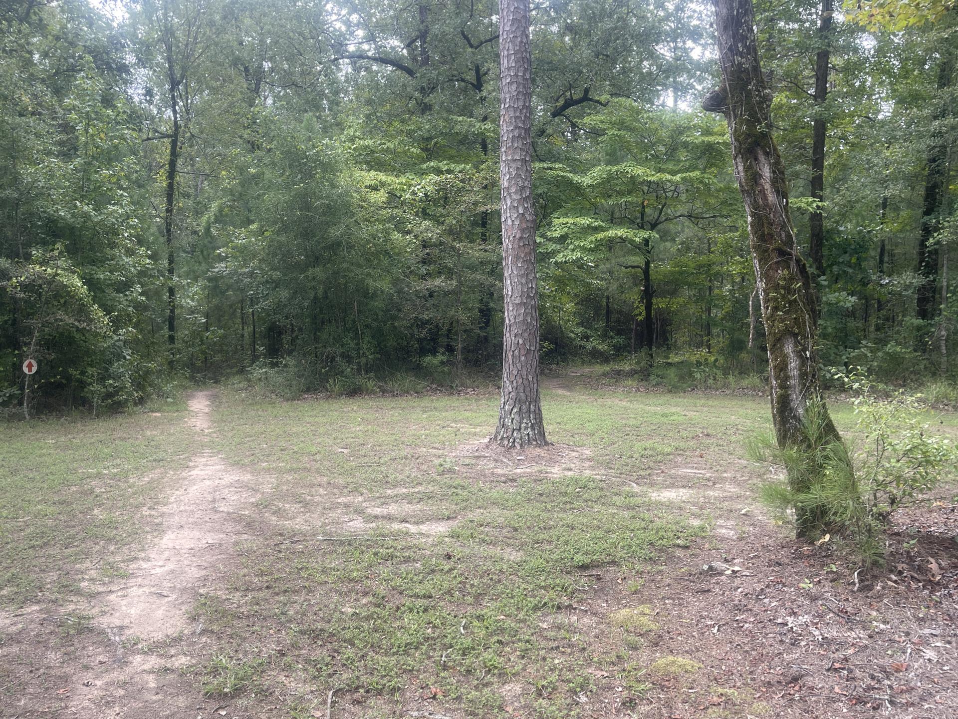 A dirt path leads into a dense, green forest under overcast skies.