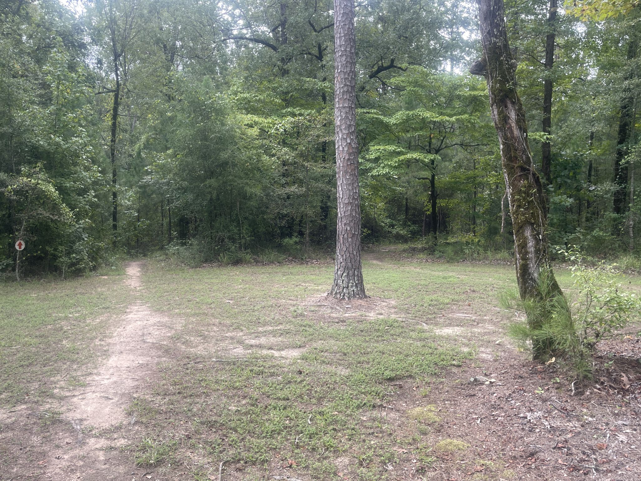 A dirt path leads into a dense, green forest under overcast skies. - Durden Hills Nature Trail