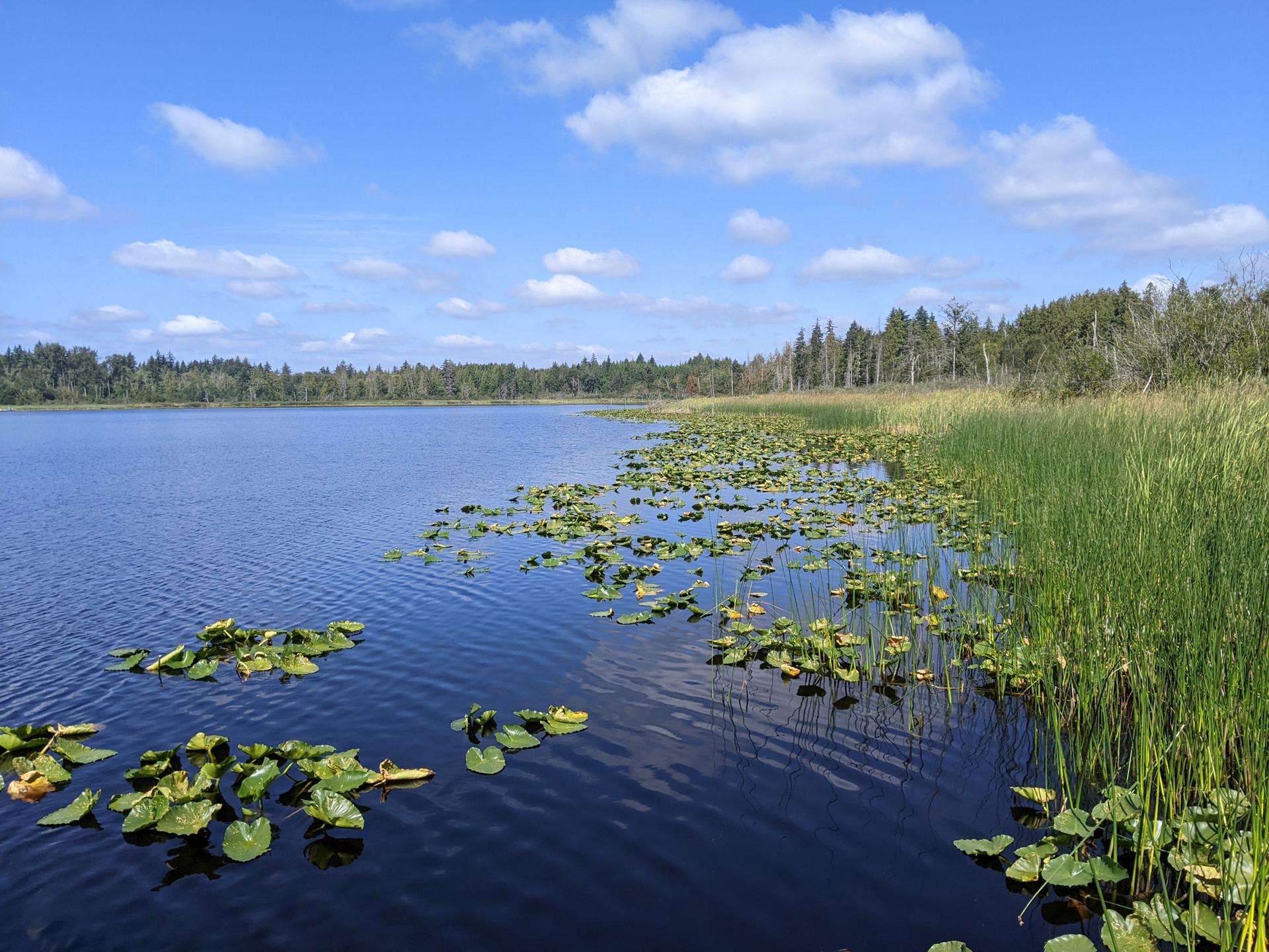 A serene lake with lily pads and tall grass under a blue sky.