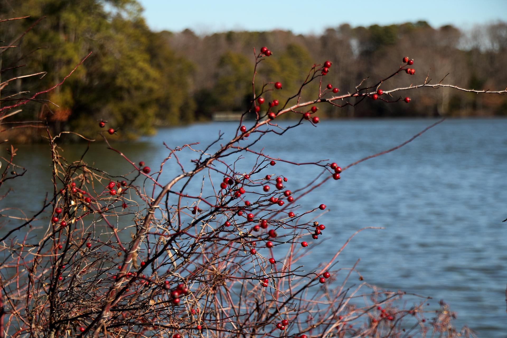 Close-up of bare branches with red berries by a blue lake.