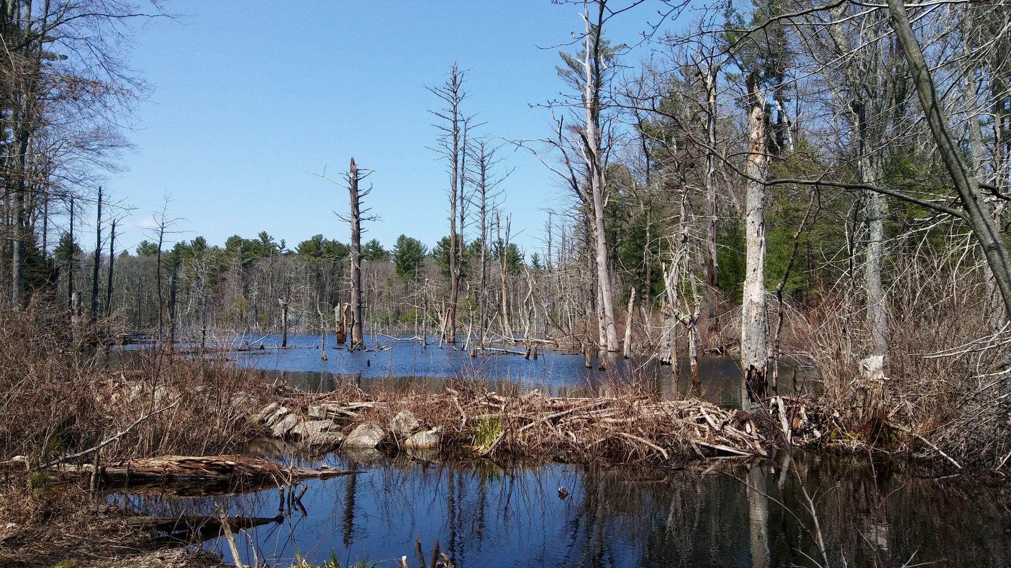 A sunny wetland with a beaver dam, dead trees, and clear water reflections. - Willowdale State Forest – Georgetown Rowley State Forest loop from Willowdale State Forest