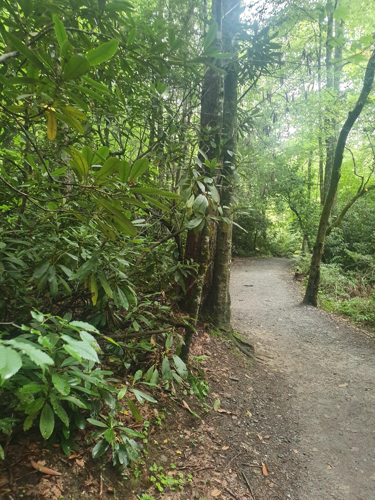 A dirt path winds through a dense, verdant forest with tall trees.