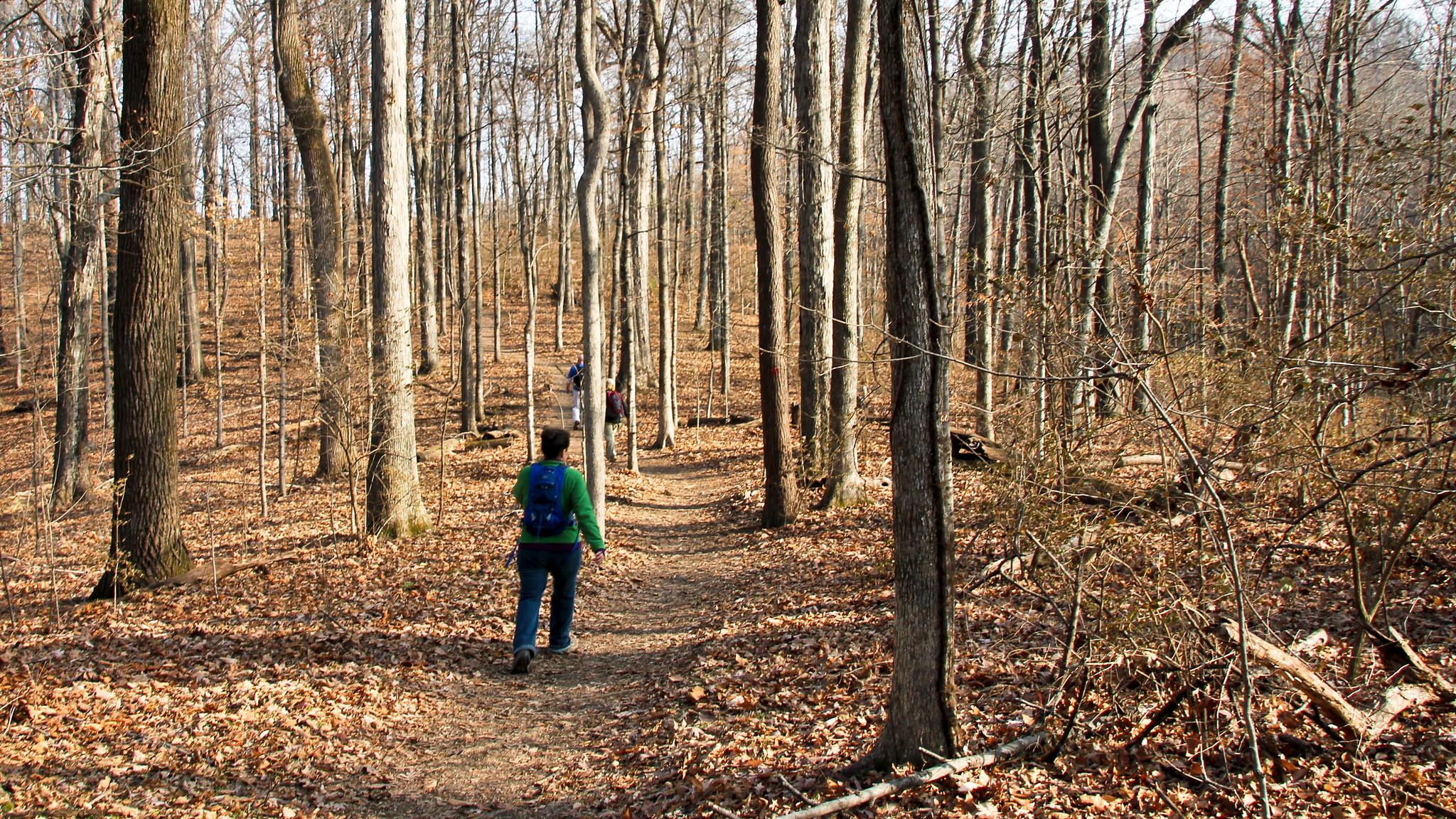 Hiker with a green backpack on a leaf-covered trail in a bare forest.