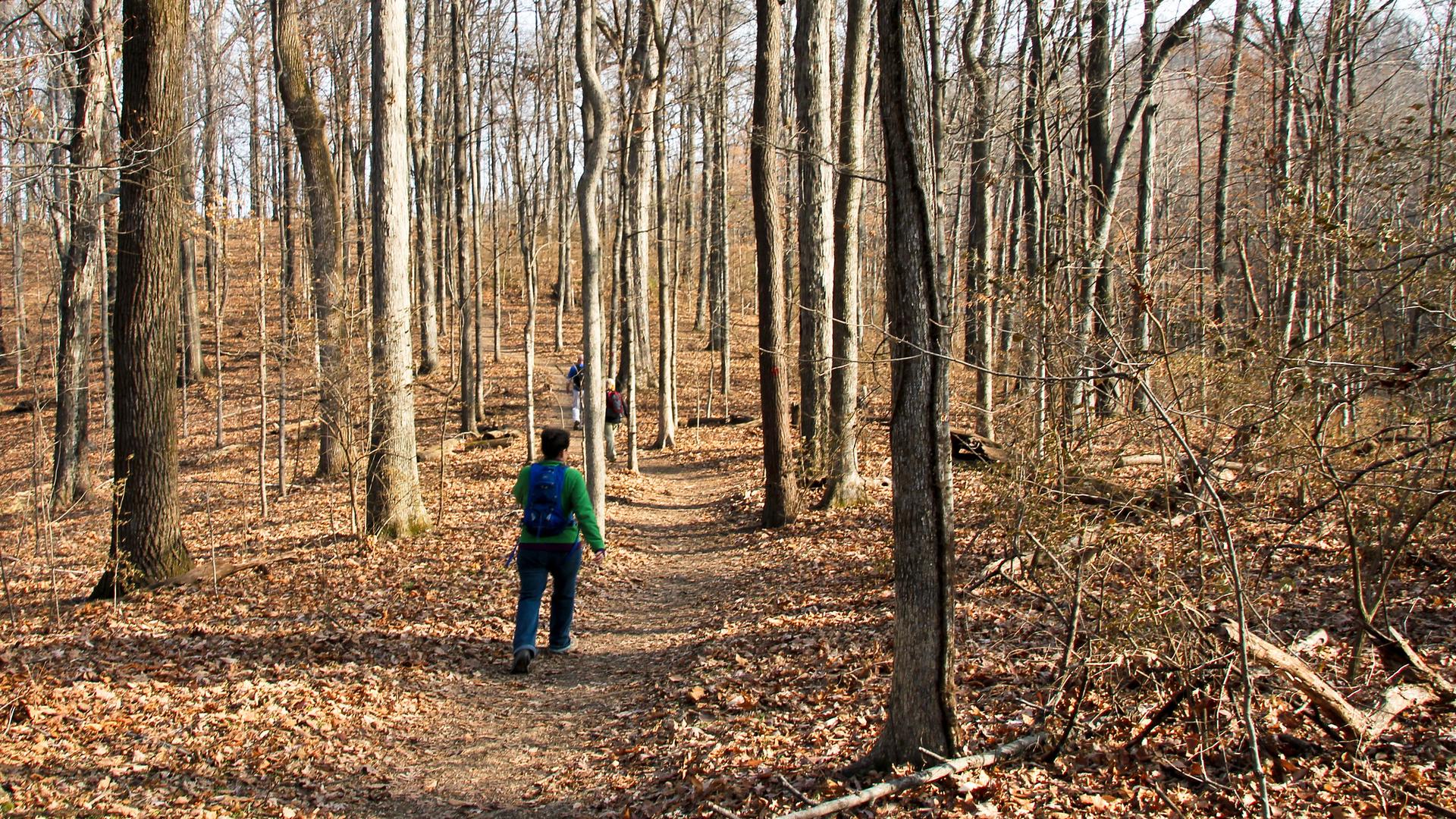 Hiker with a green backpack on a leaf-covered trail in a bare forest.