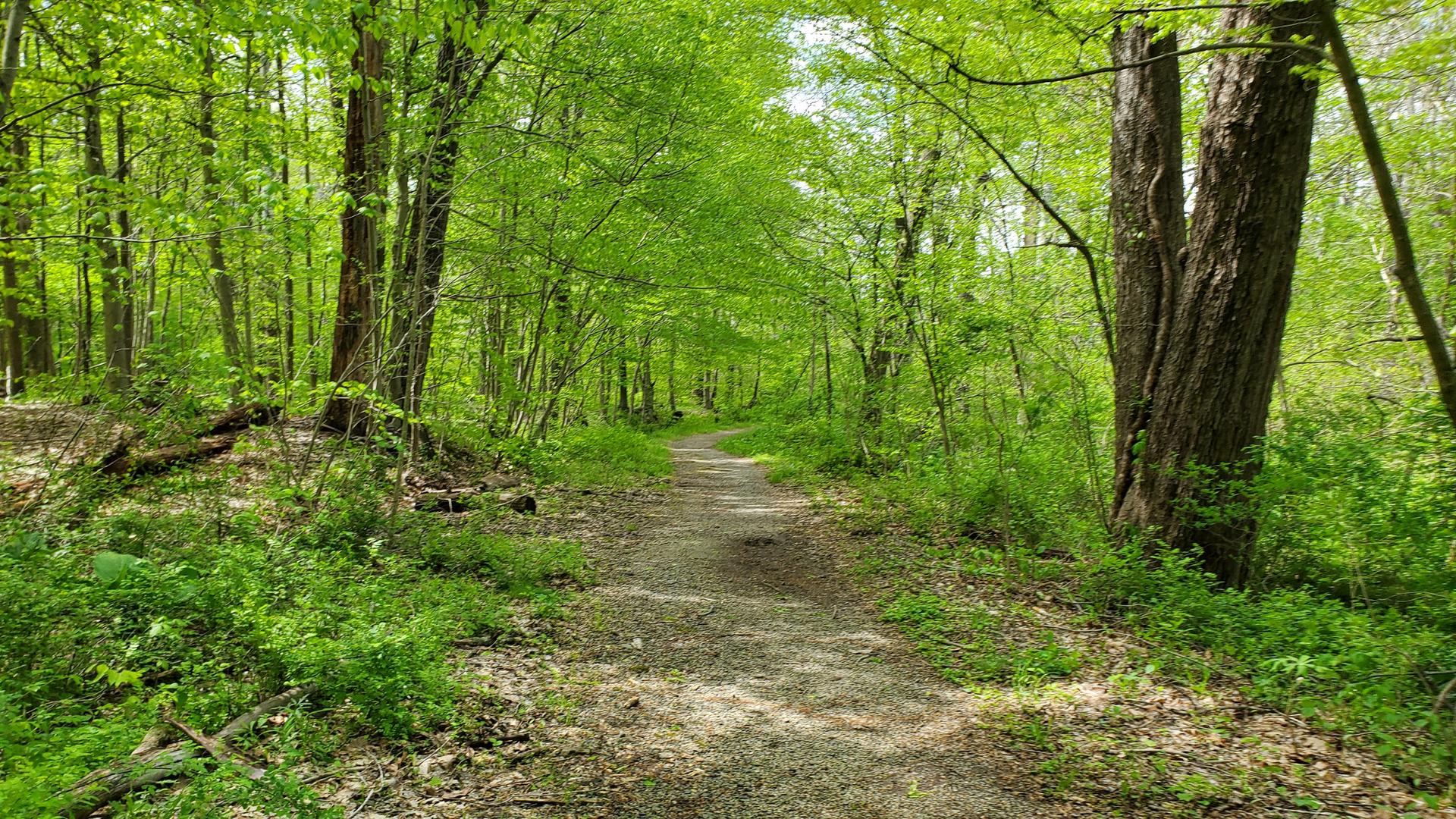 A winding dirt path through a vibrant green forest on a bright day.
