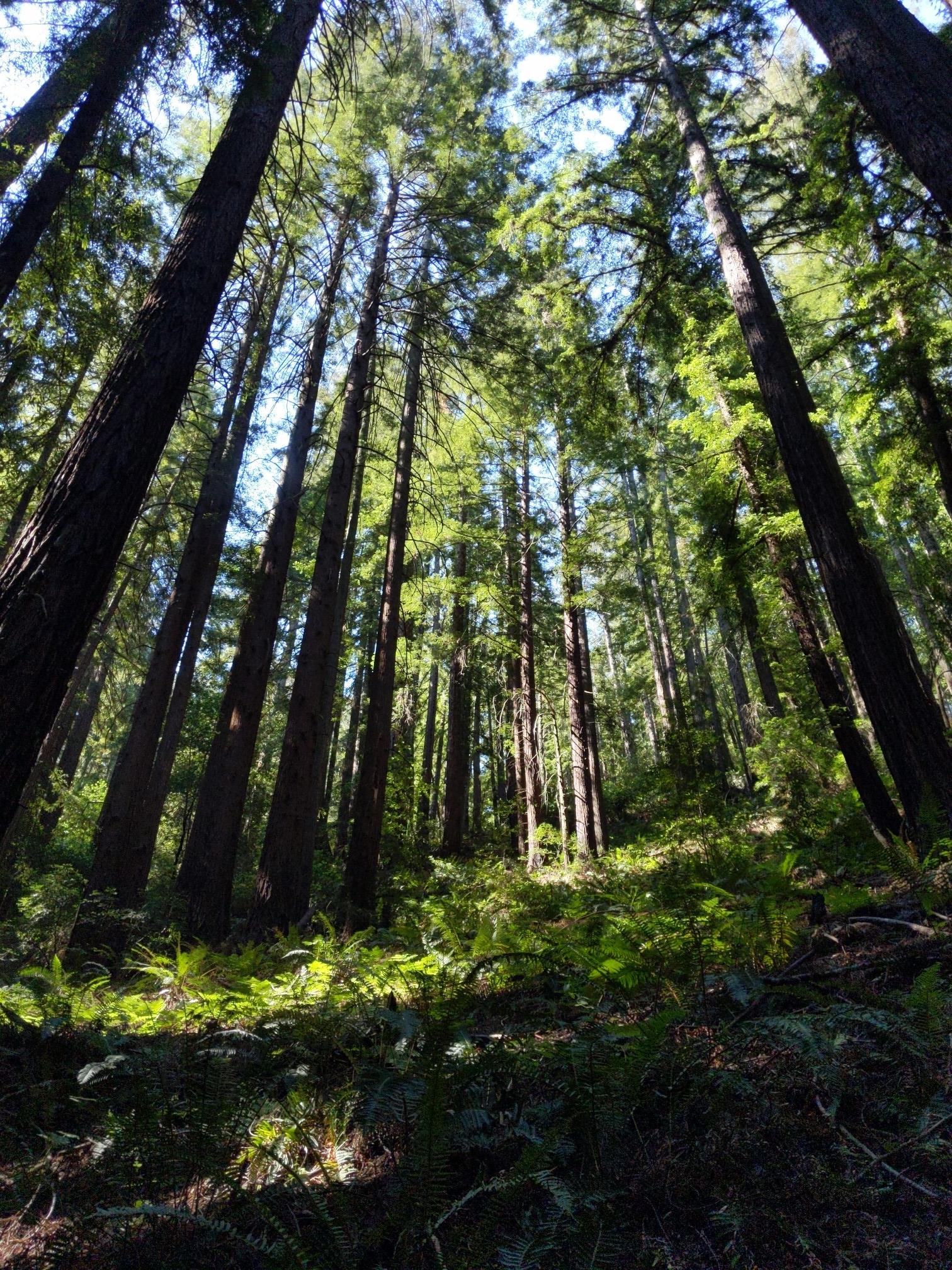 Looking up at towering redwood trees with sunlight filtering through the dense canopy.