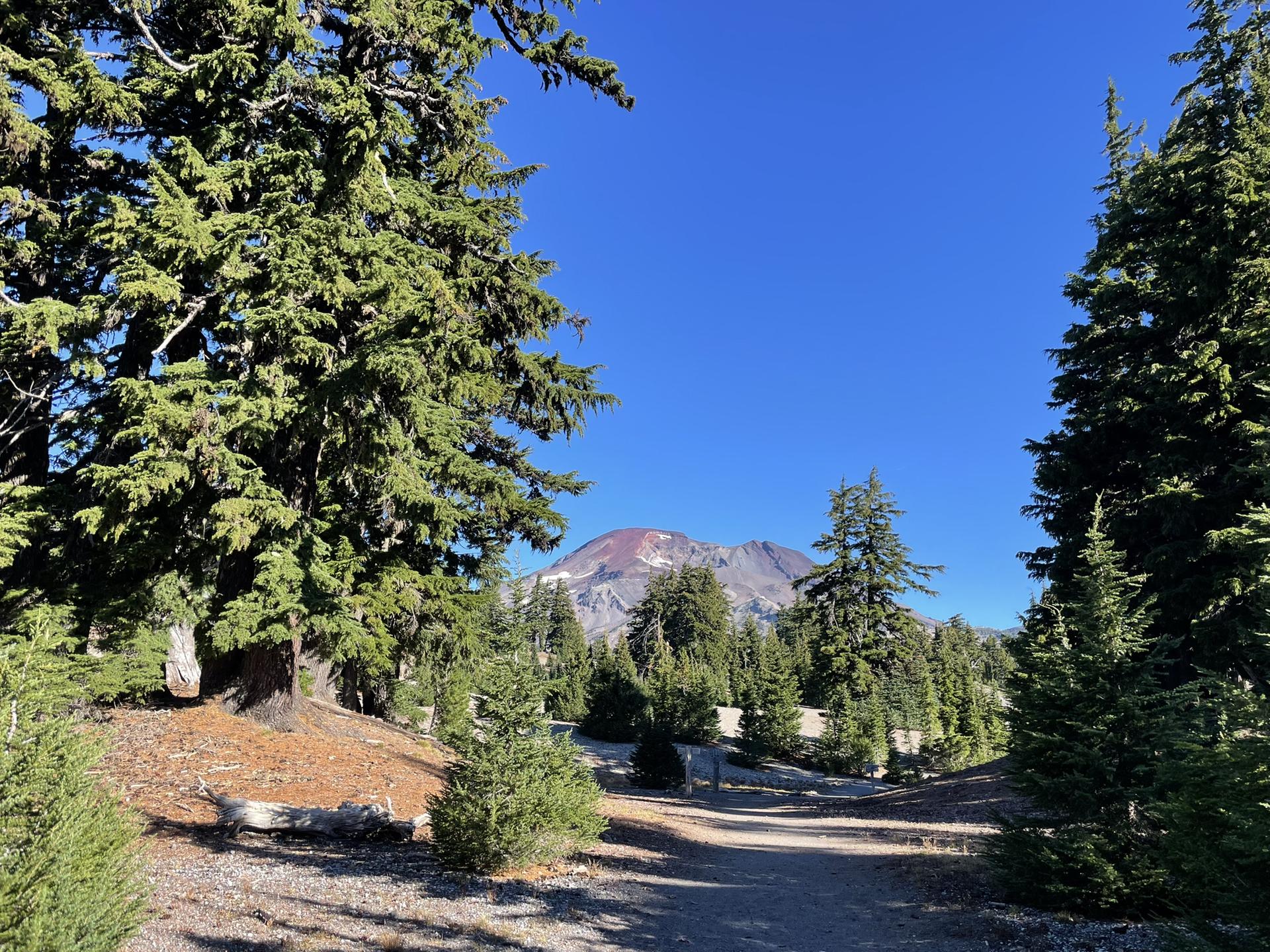 A dirt path winds through dense pine trees towards a distant mountain peak.